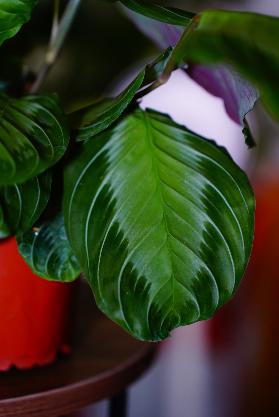 Silver Band Prayer Plant (Maranta leuconeura 'Silver Band')