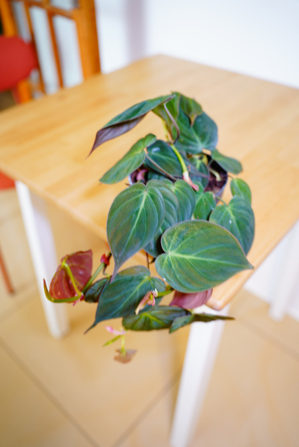 Micans Philodendron (Philodendron scandens subsp. micans)