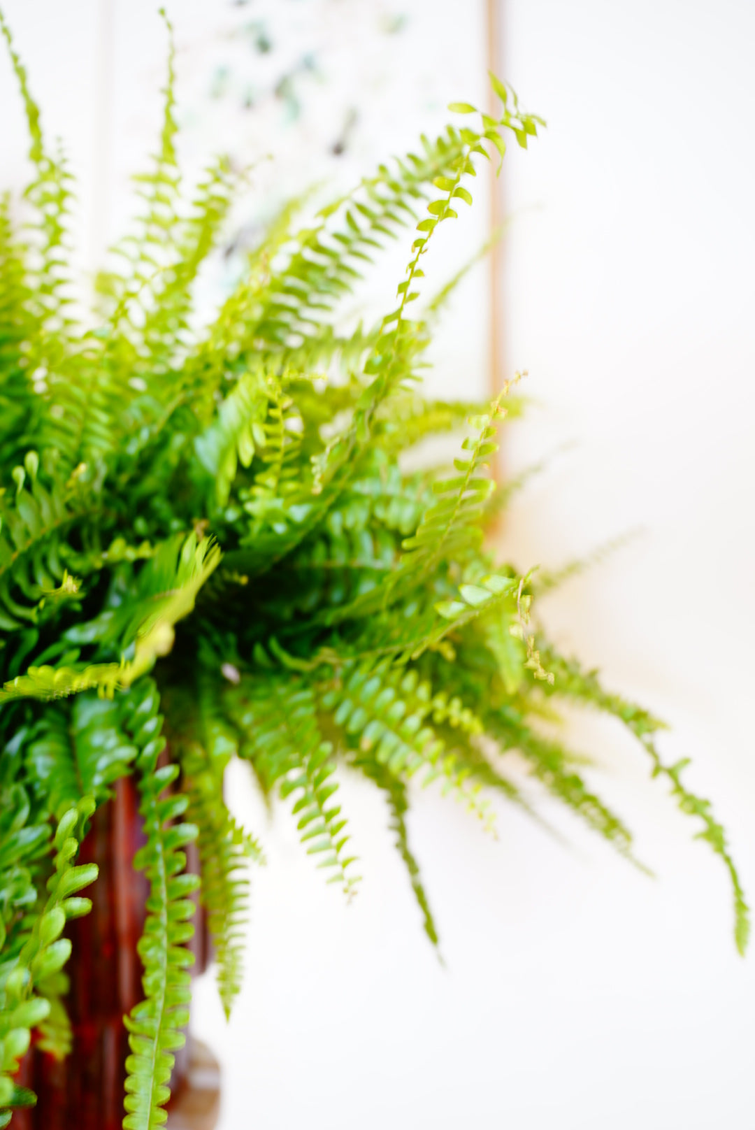 Fancy 💅 Boston Fern (Nephrolepis exaltata) 60cm