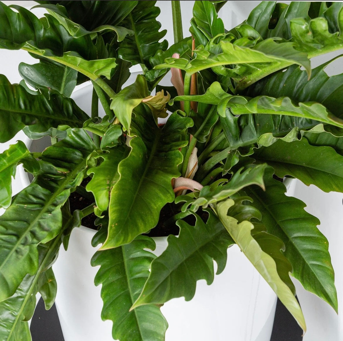 Narrow Escape Philodendron
