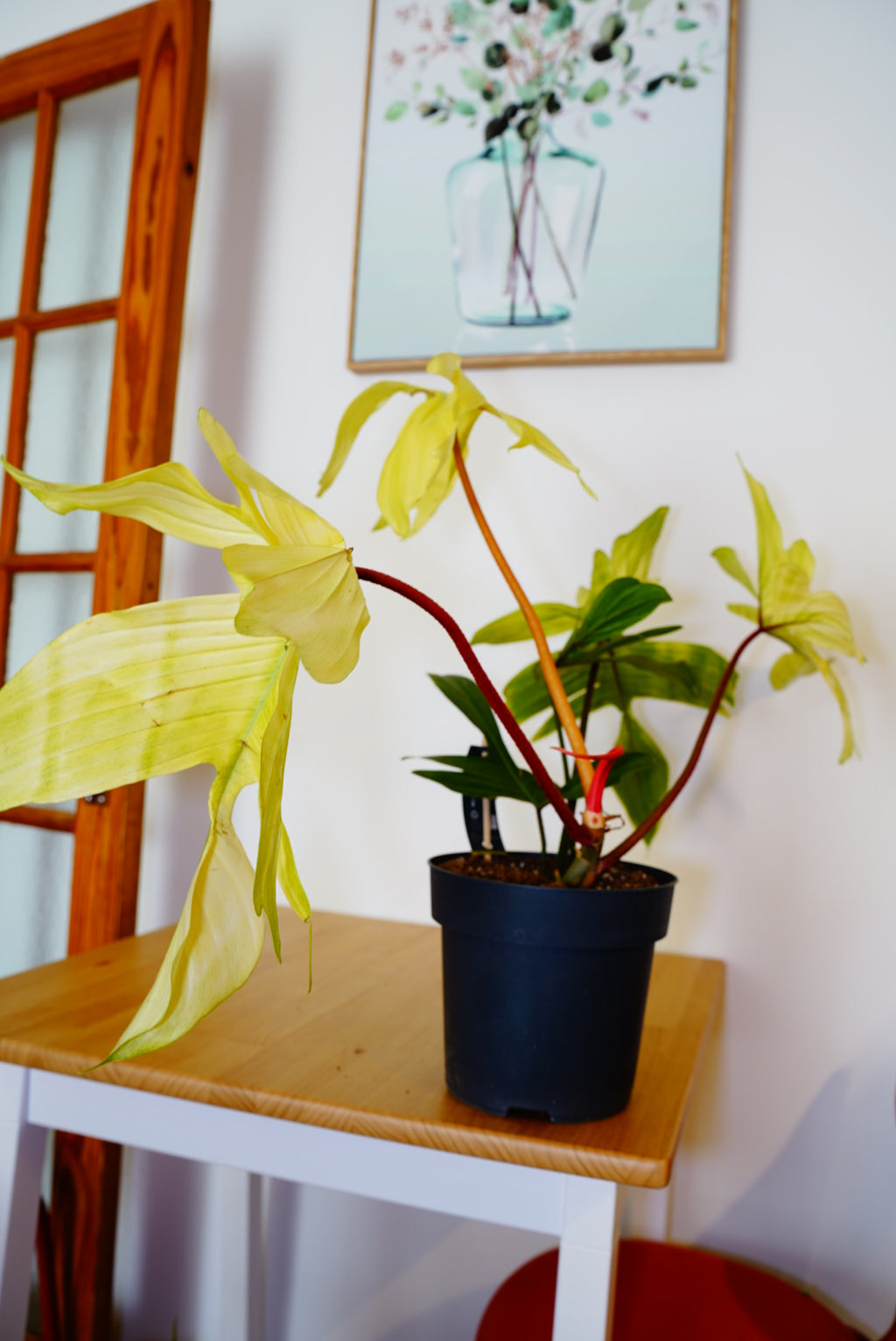 Florida Ghost Philodendron