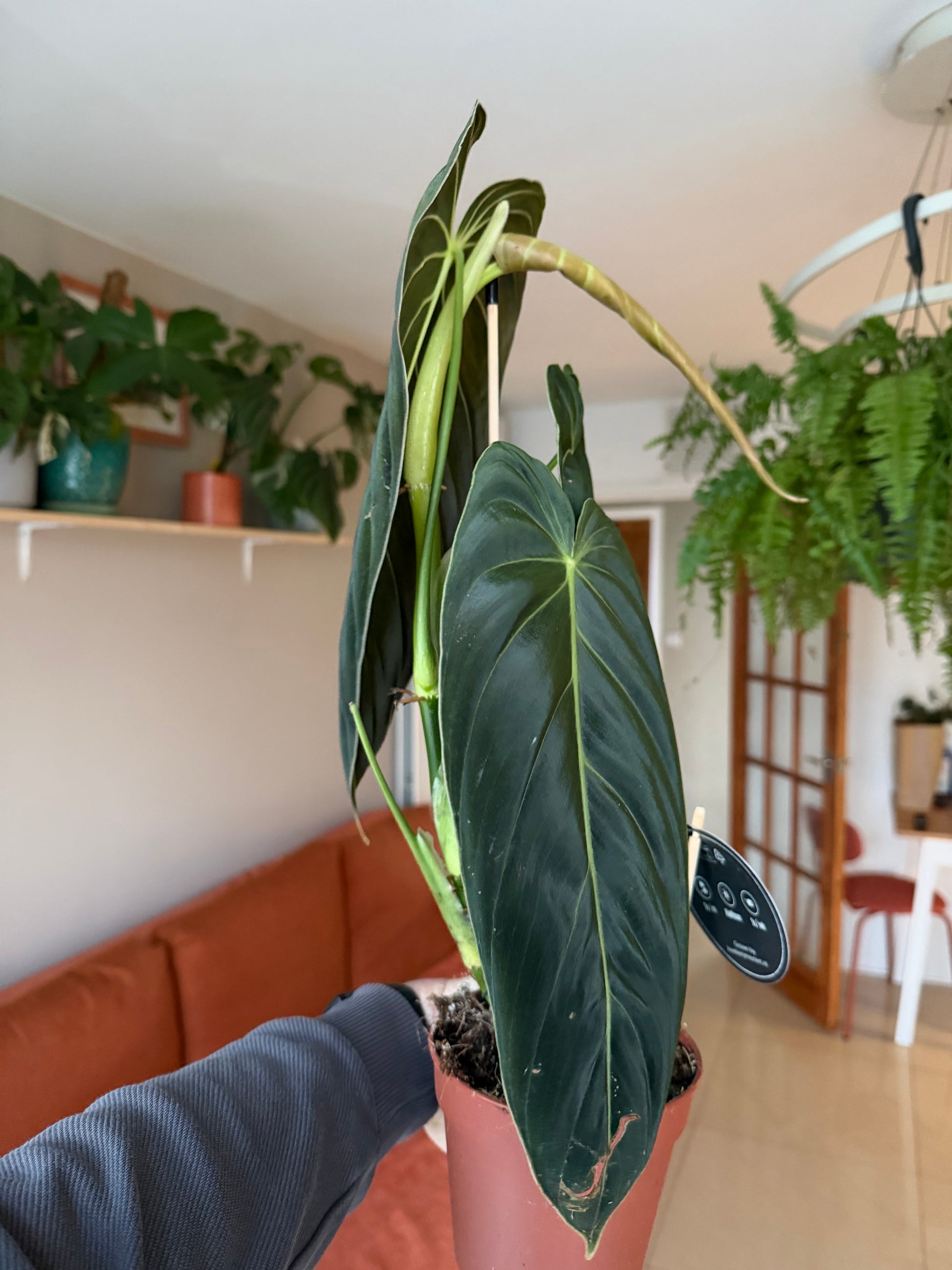 Philodendron melanochrysum 'Black Gold'