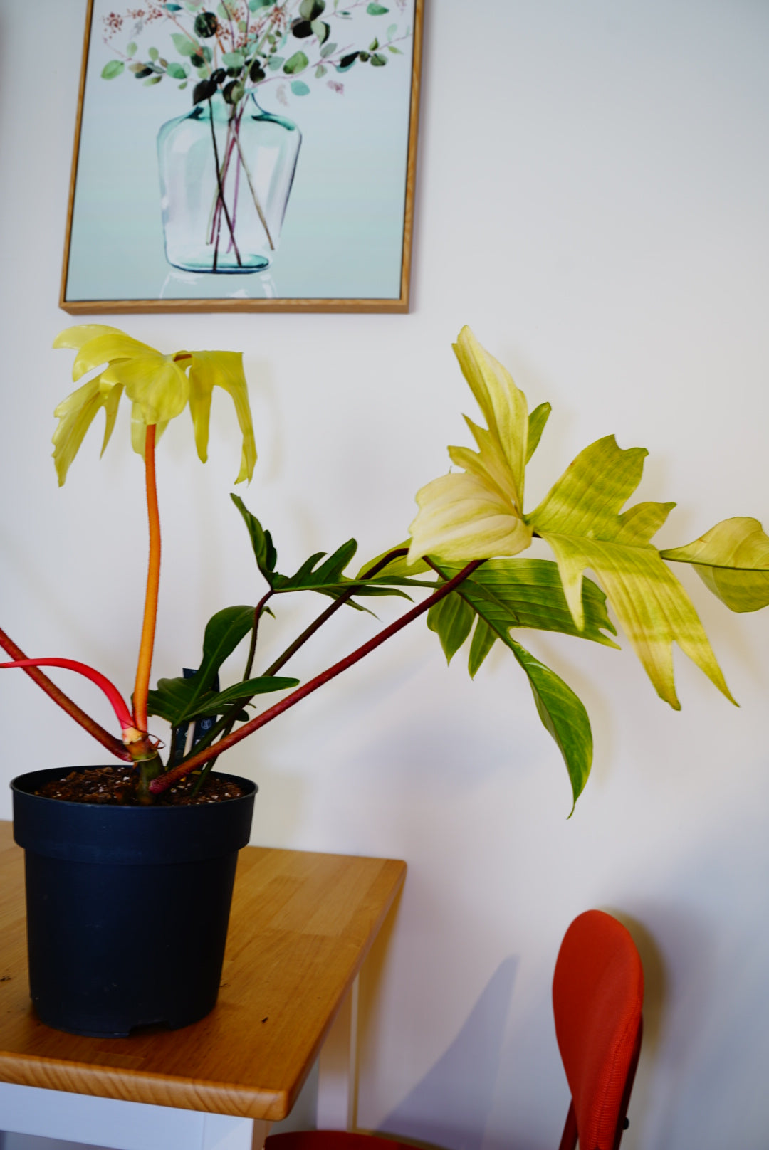 Florida Ghost Philodendron