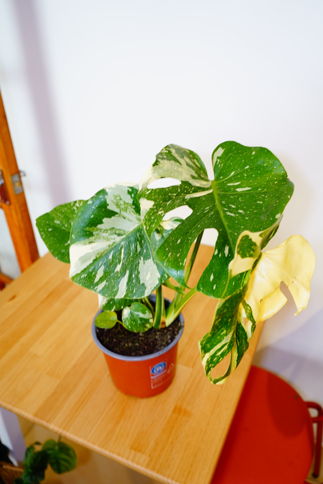 Thai Constellation Monstera deliciosa