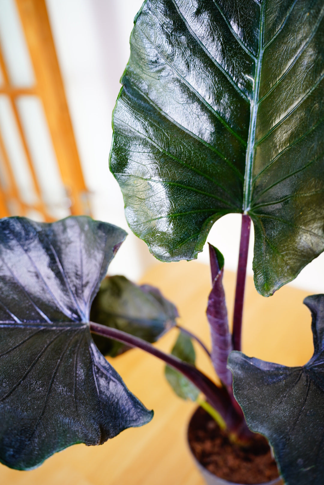Alocasia Antoro Velvet 14Ø 40cm