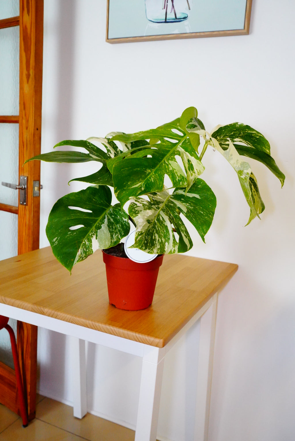 Variegata Monstera deliciosa