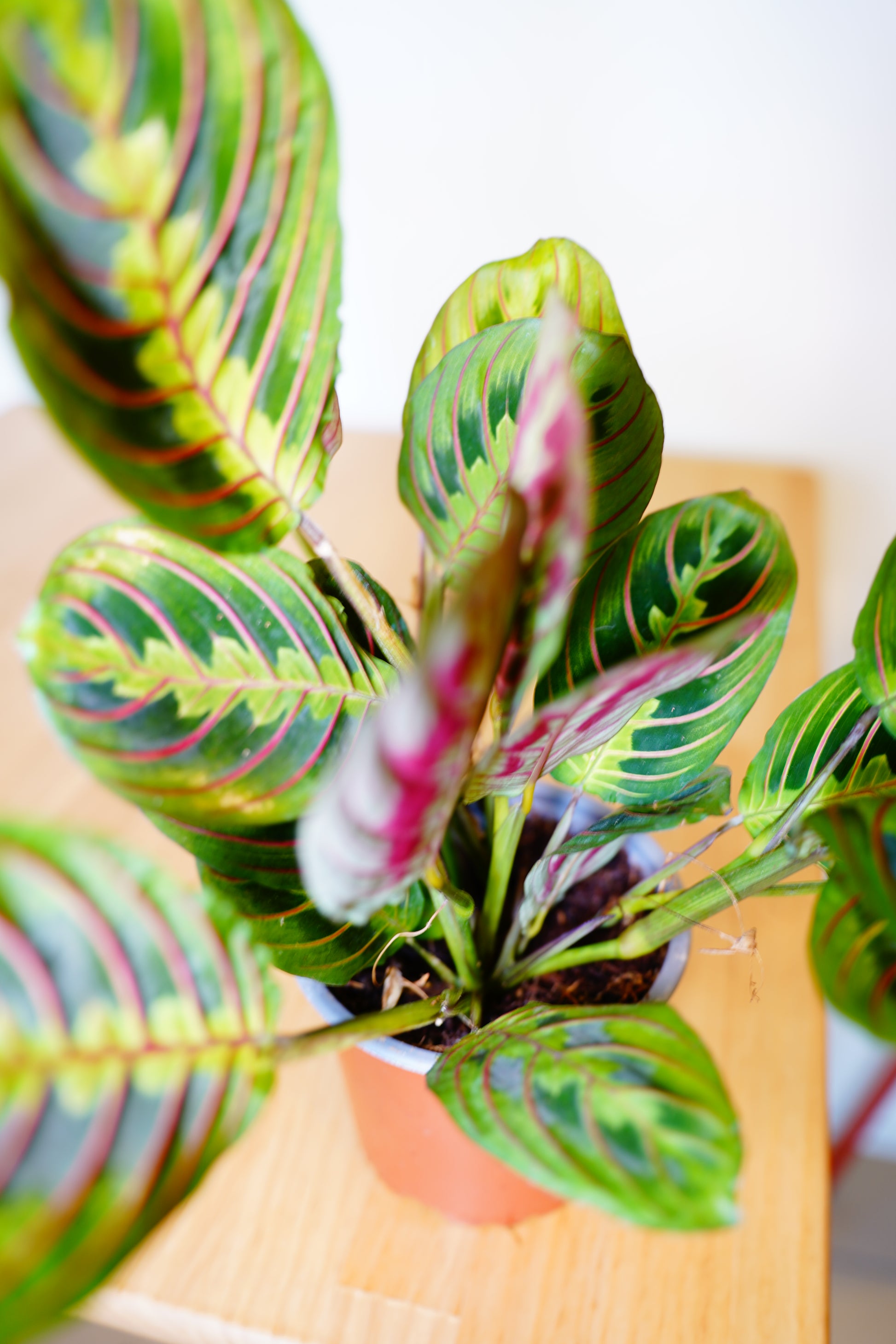 Tricolor Prayer Plant (Maranta leuconeura 'Fascinator')