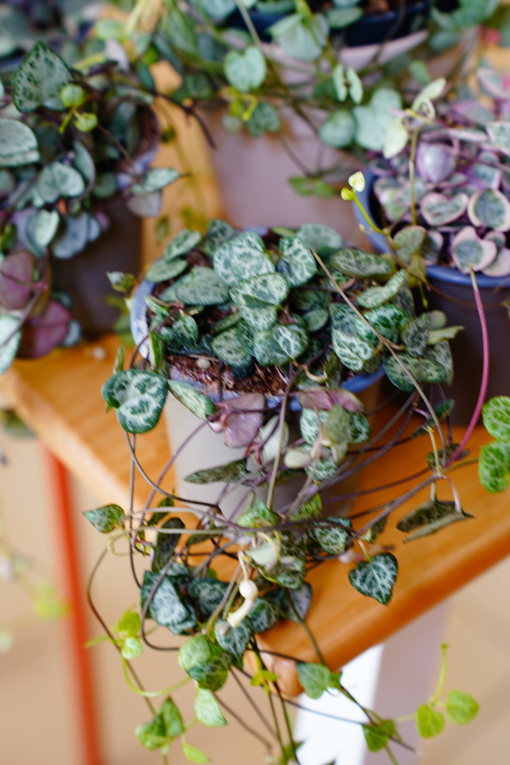 String of Hearts (Ceropegia woodii)