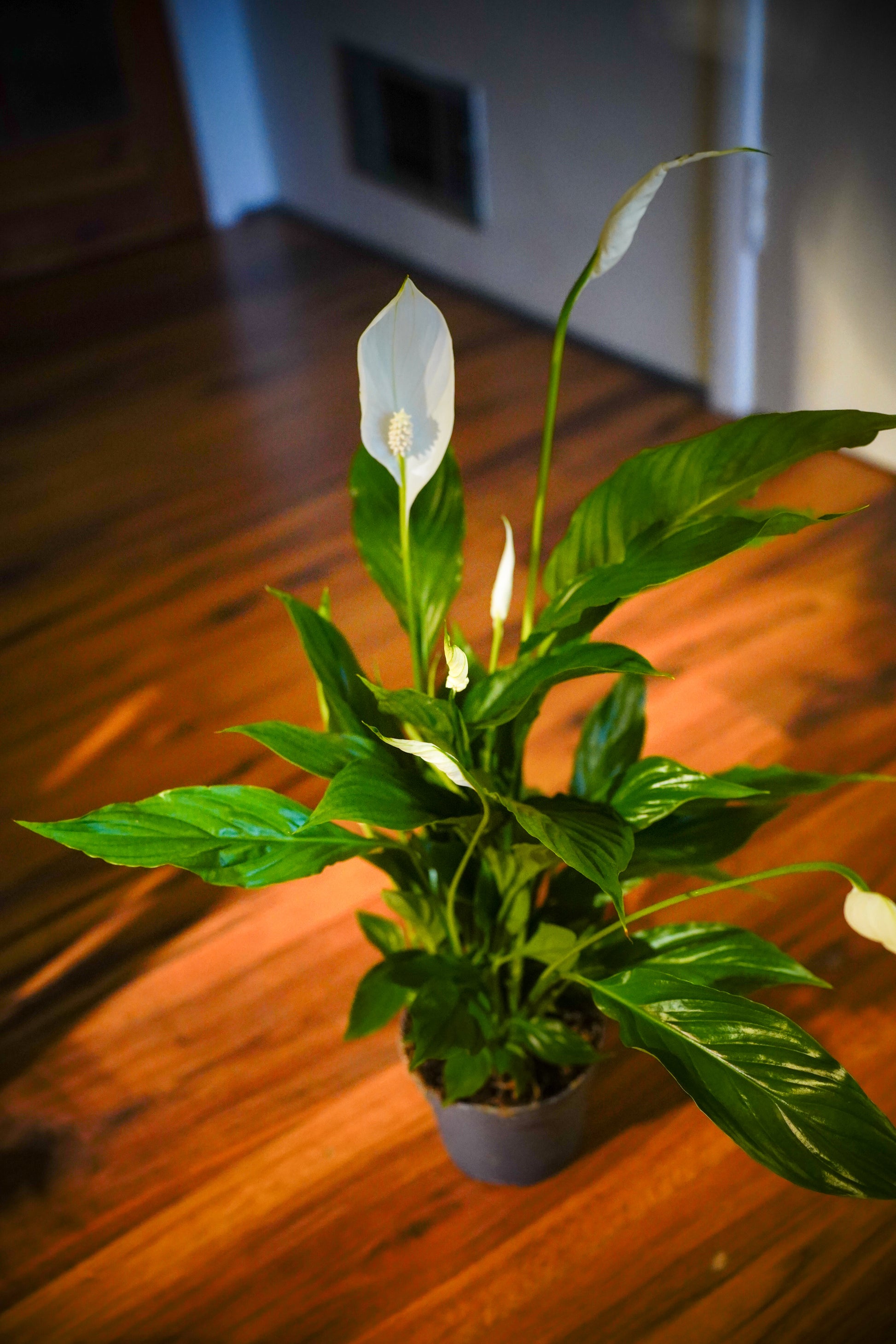 Peace Lily (Spathiphyllum)
