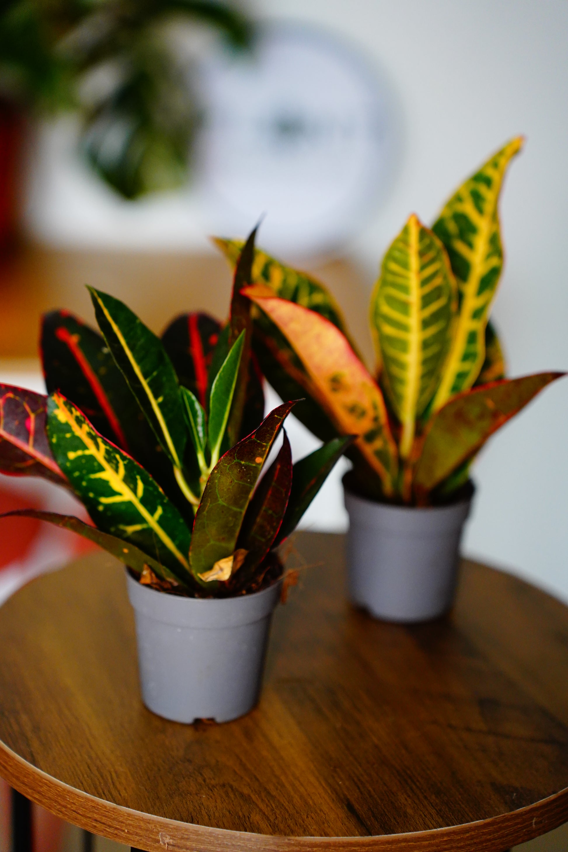 Croton (Codiaeum variegatum)