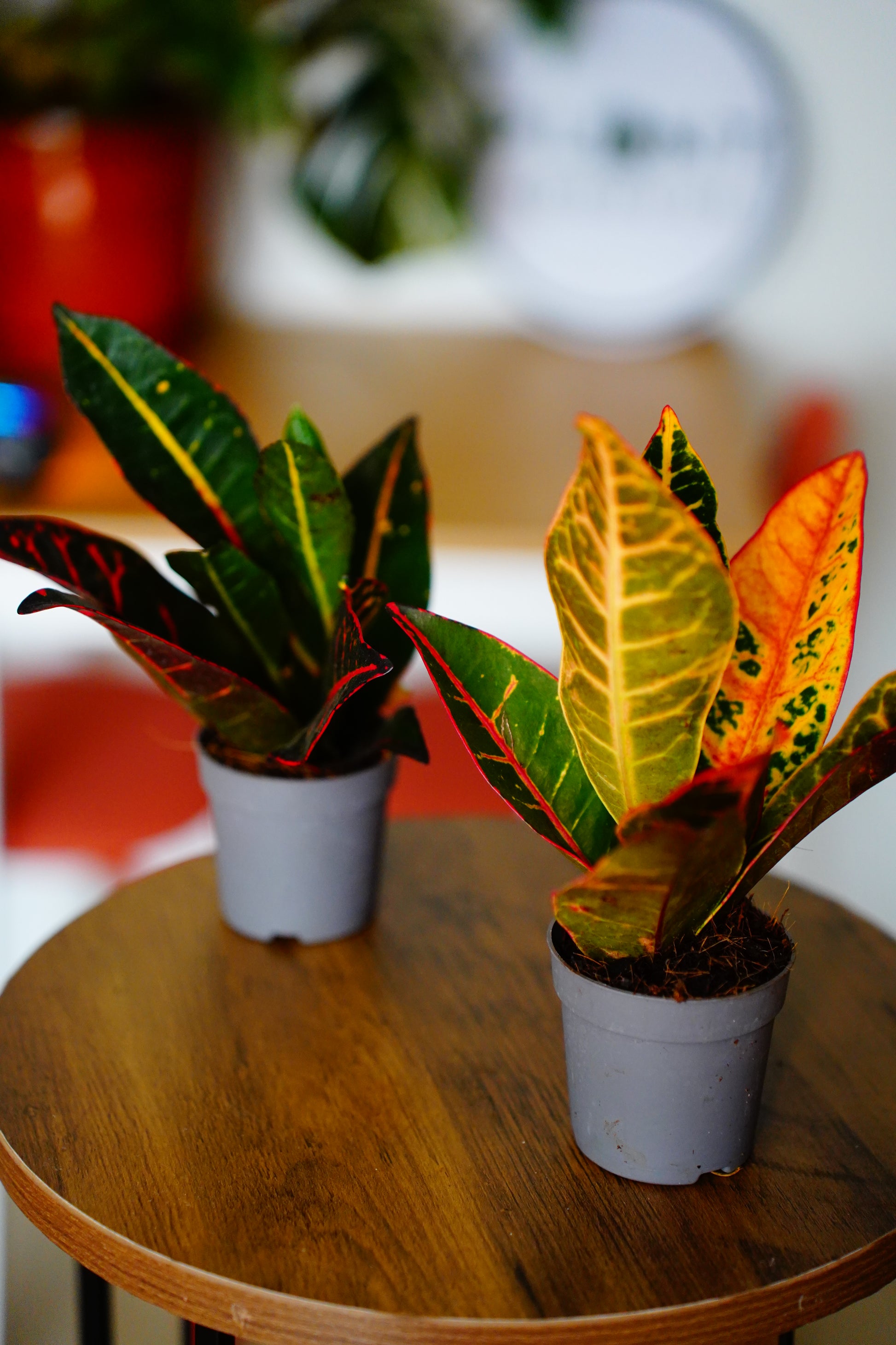 Croton (Codiaeum variegatum)