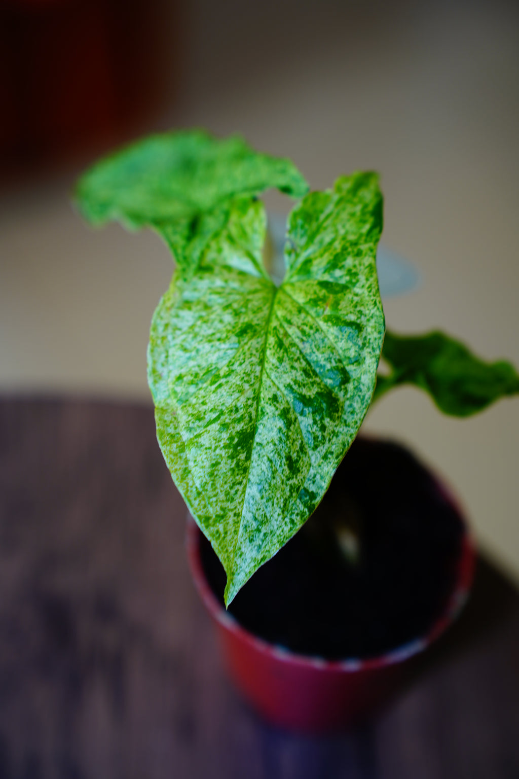 Arrowhead Vine (Syngonium podophyllum)