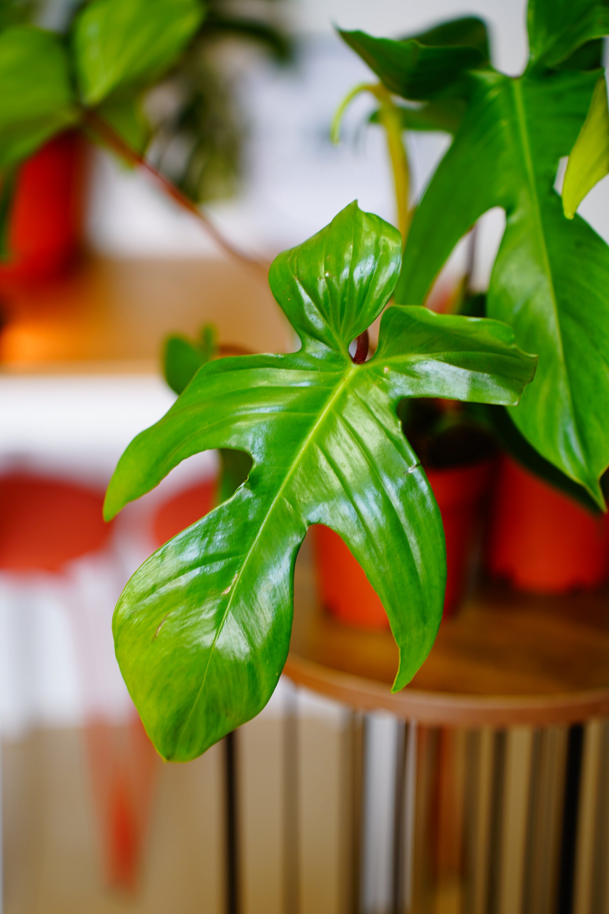 Florida Green Philodendron (Philodendron 'Florida Green')