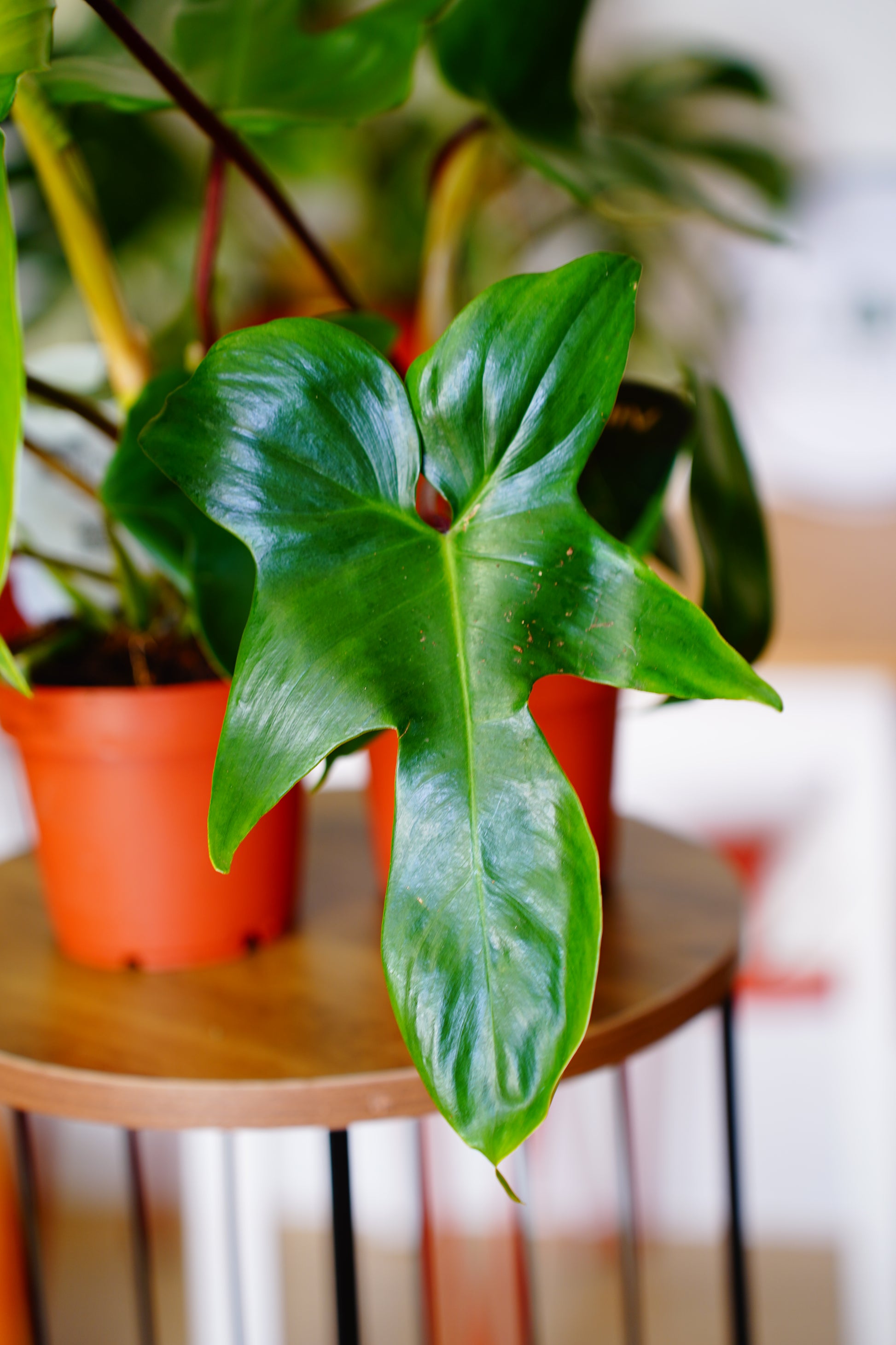 Florida Green Philodendron (Philodendron 'Florida Green')