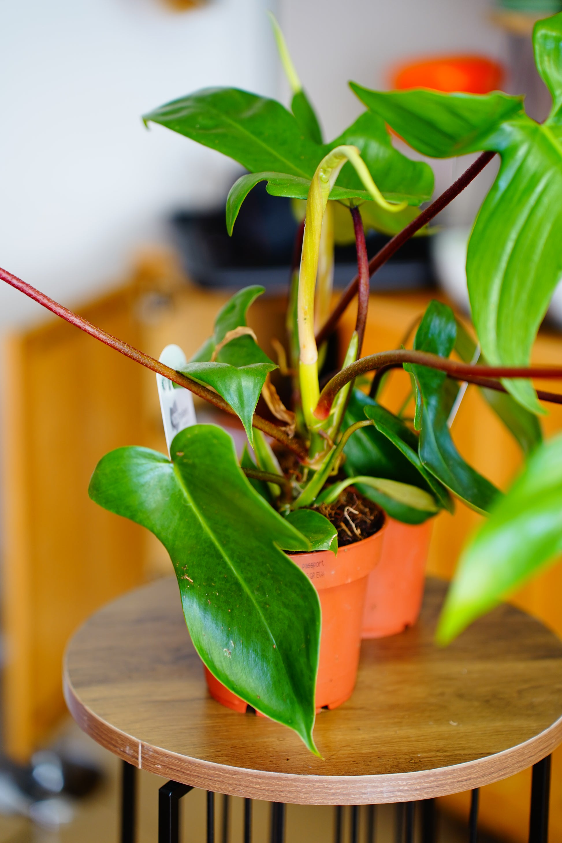 Florida Green Philodendron (Philodendron 'Florida Green')
