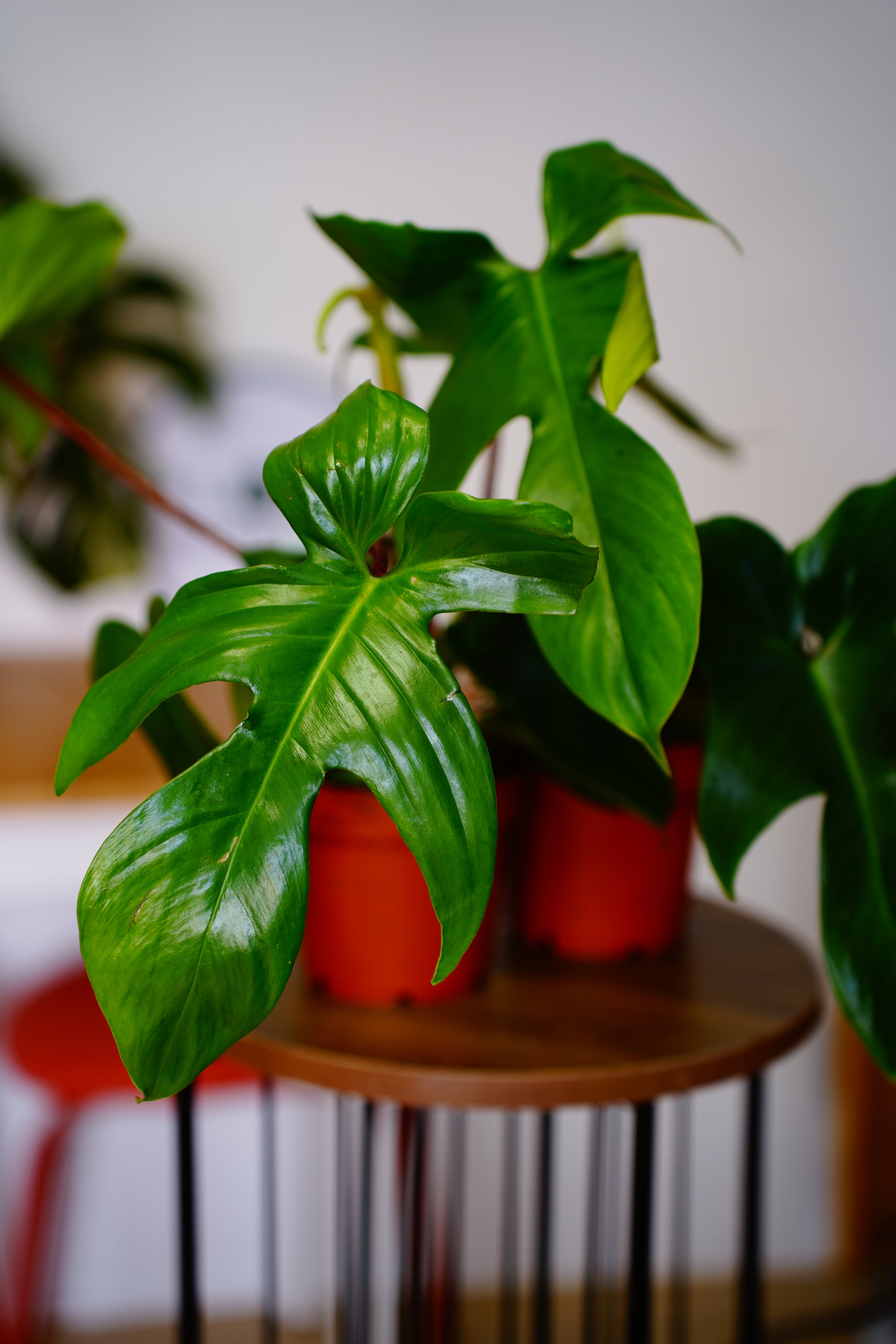 Florida Green Philodendron (Philodendron 'Florida Green')
