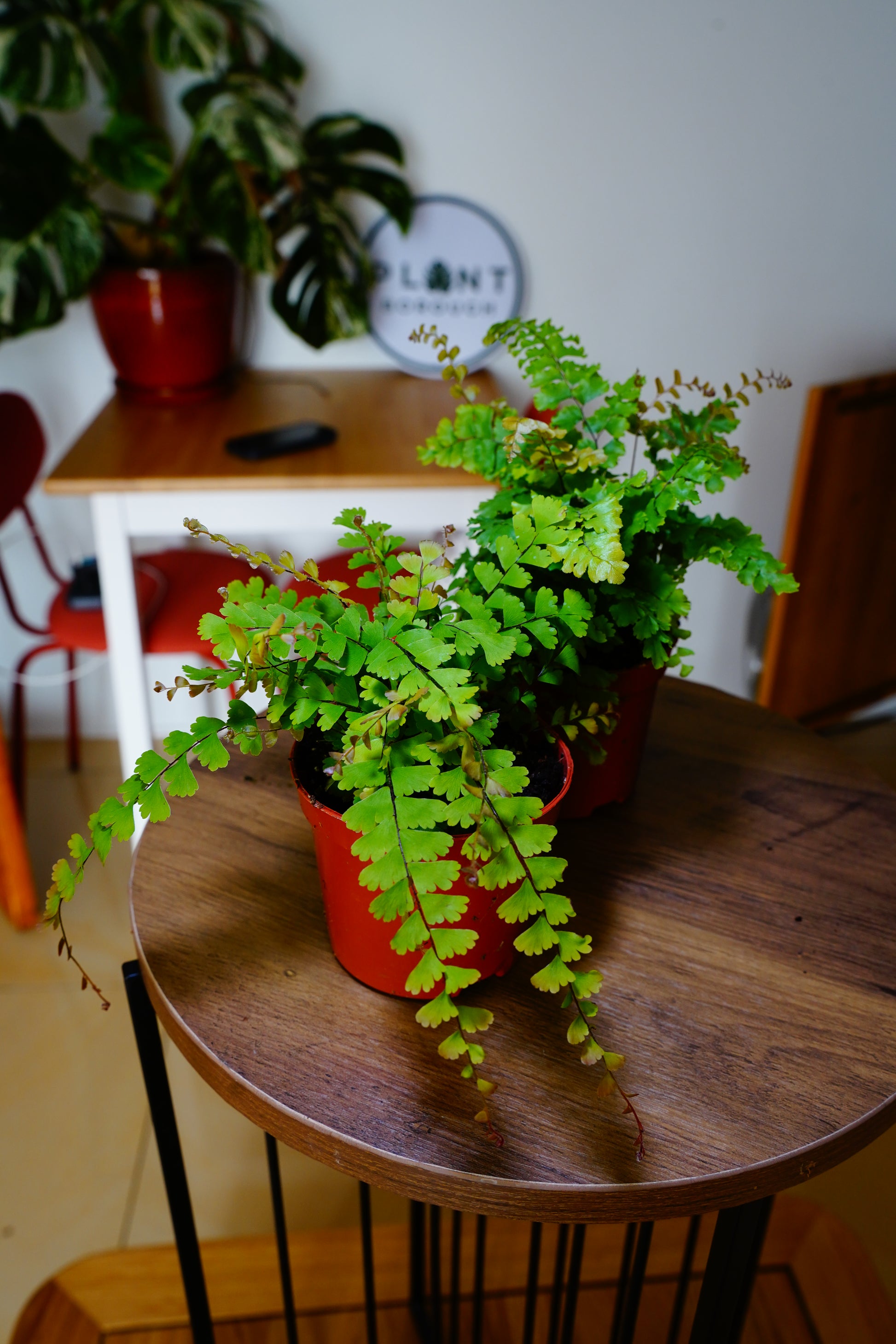 Maidenhair Fern (Adiantum)
