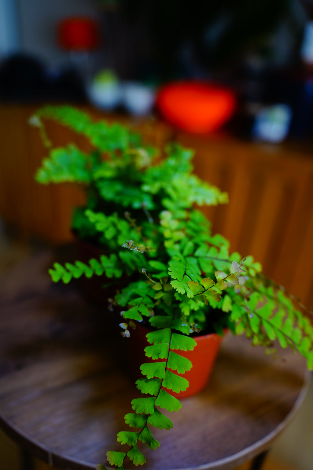 Maidenhair Fern (Adiantum)