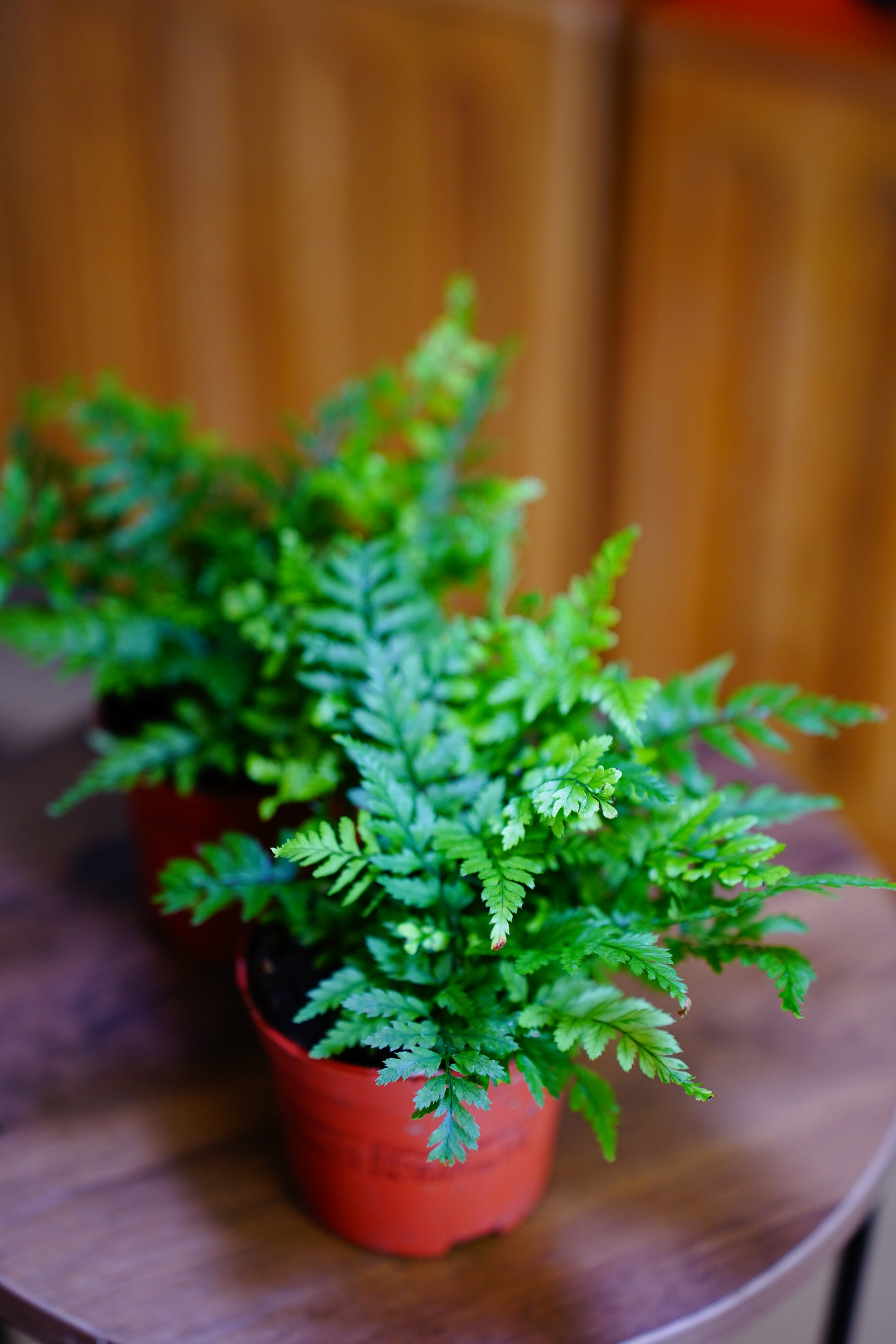 Lady Fern (Athyrium spicatum)