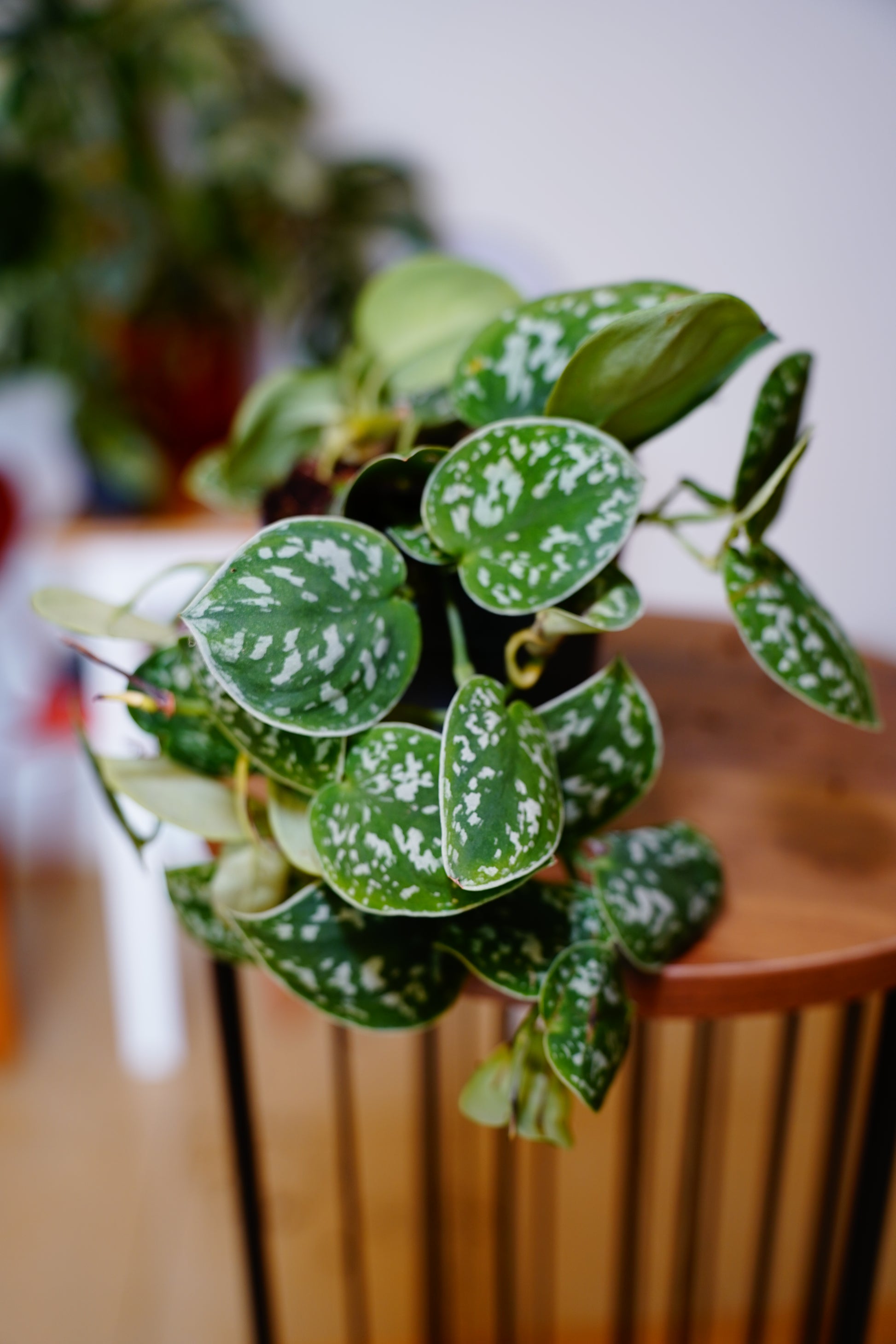 Satin Pothos (Scindapsus pictus 'Argyraeus')