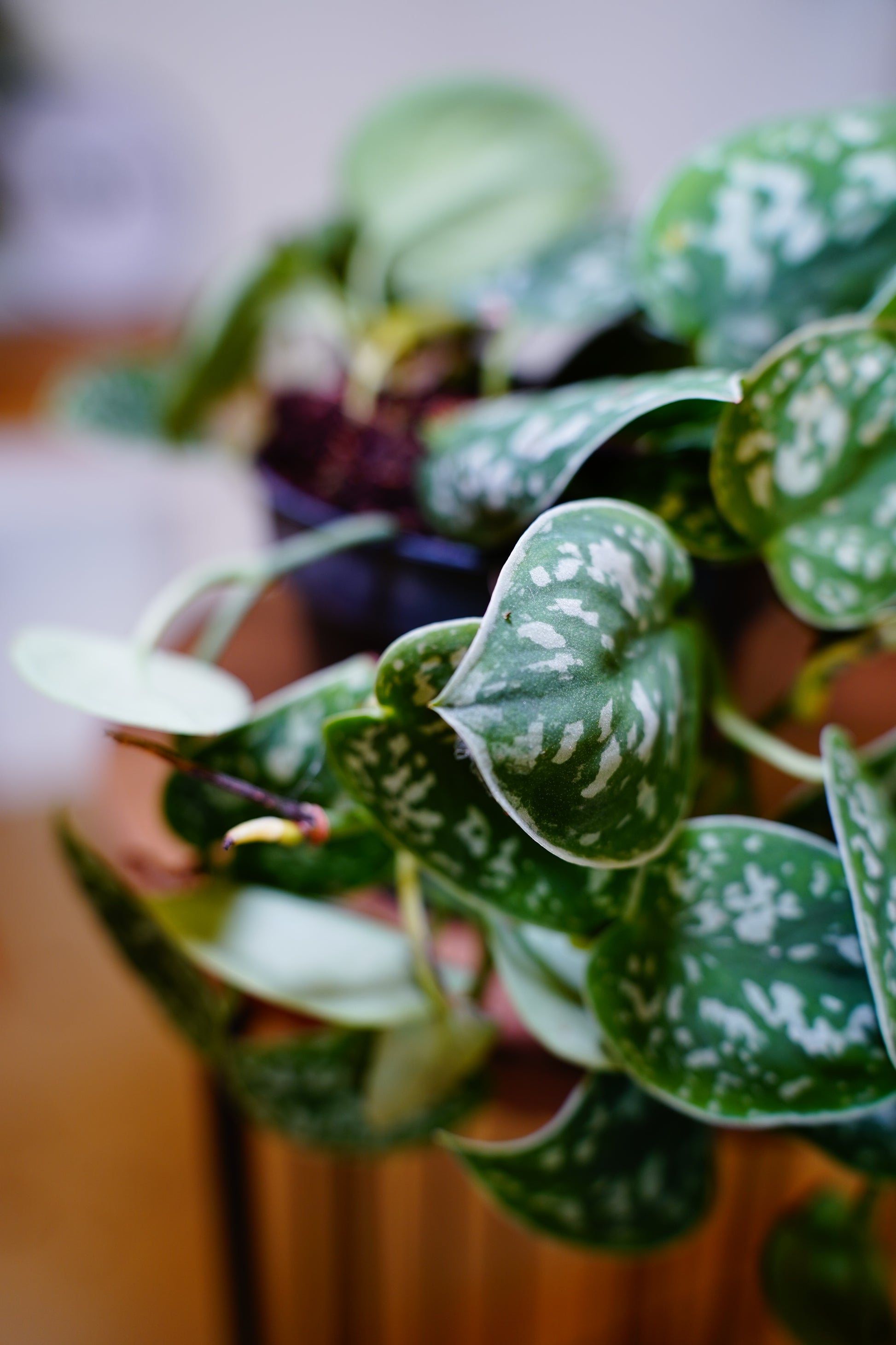 Satin Pothos (Scindapsus pictus 'Argyraeus')