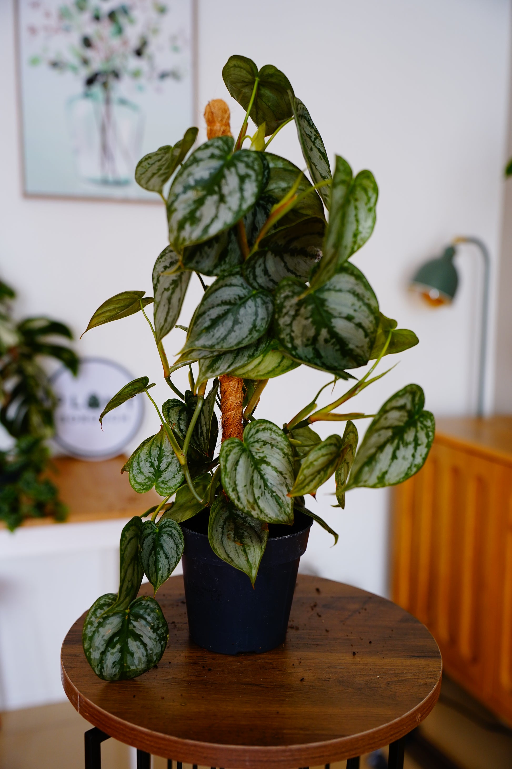 Silver Leaf Philodendron (Philodendron brandtianum)