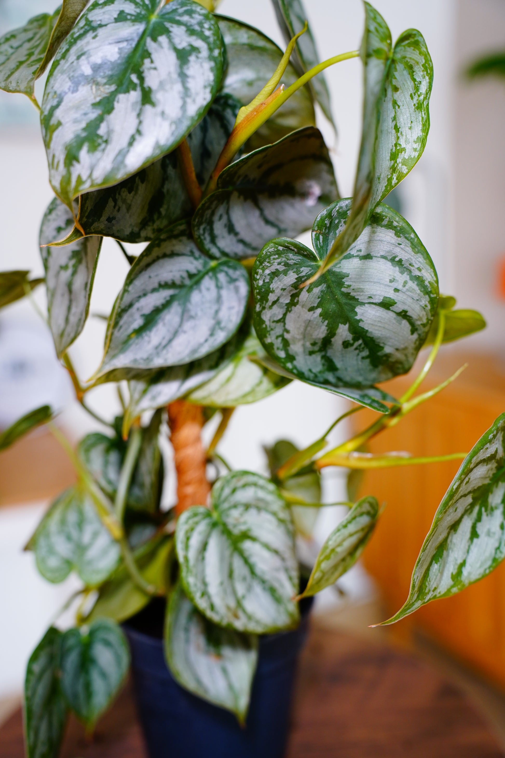 Silver Leaf Philodendron (Philodendron brandtianum)