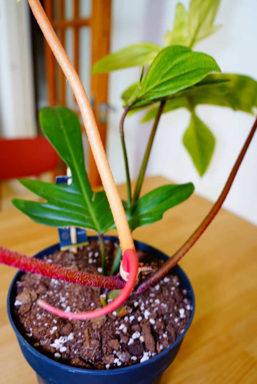 Florida Ghost Philodendron