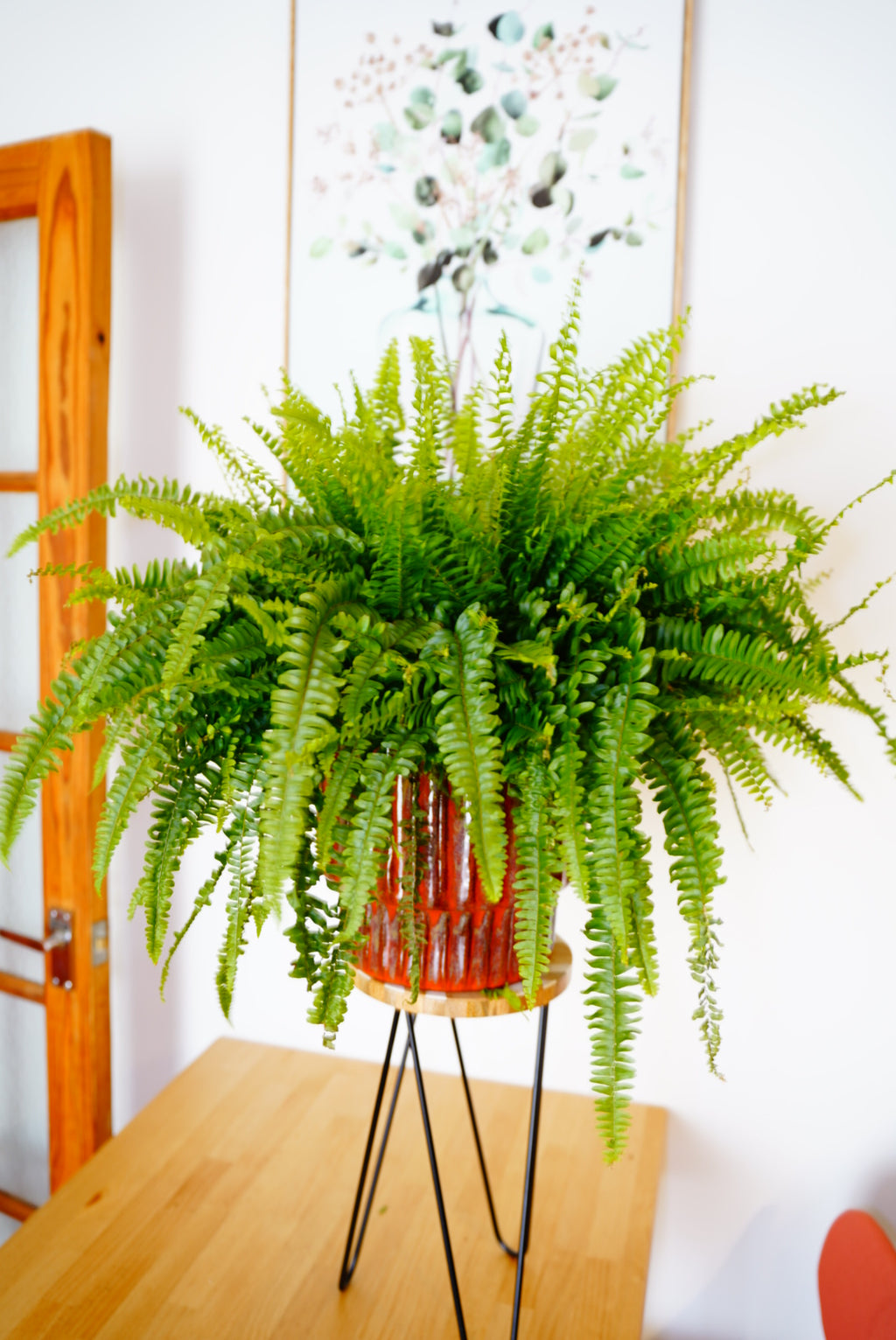 Fancy 💅 Boston Fern (Nephrolepis exaltata) 60cm