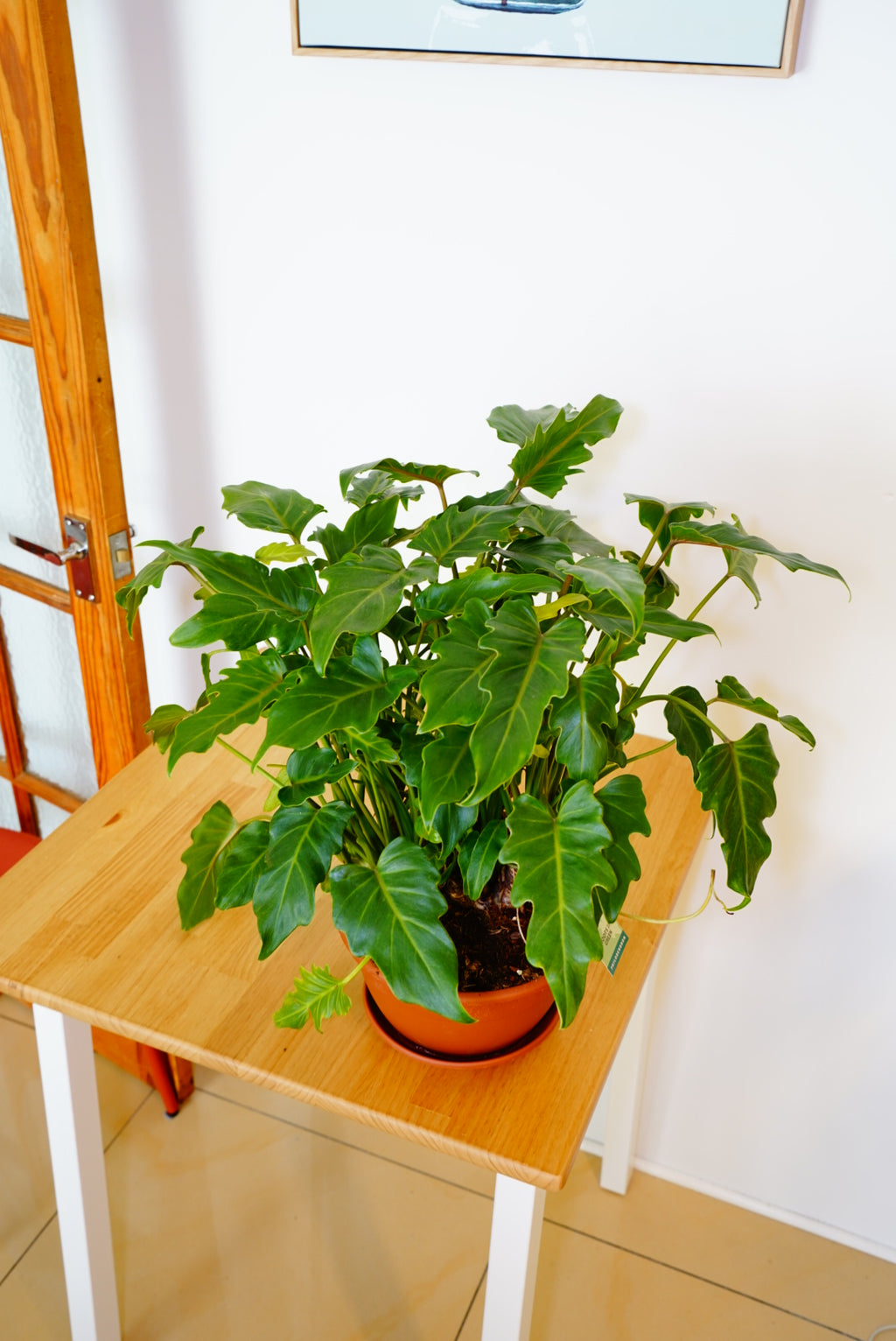 Xanadu Philodendron