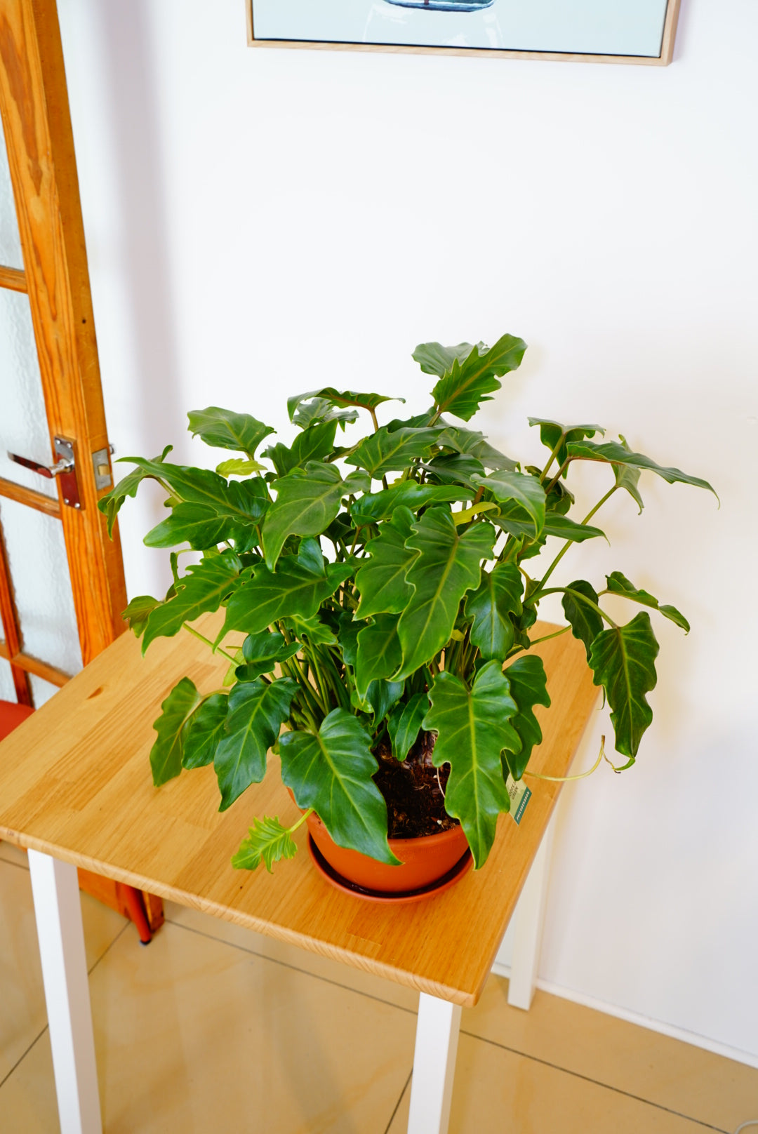 Xanadu Philodendron
