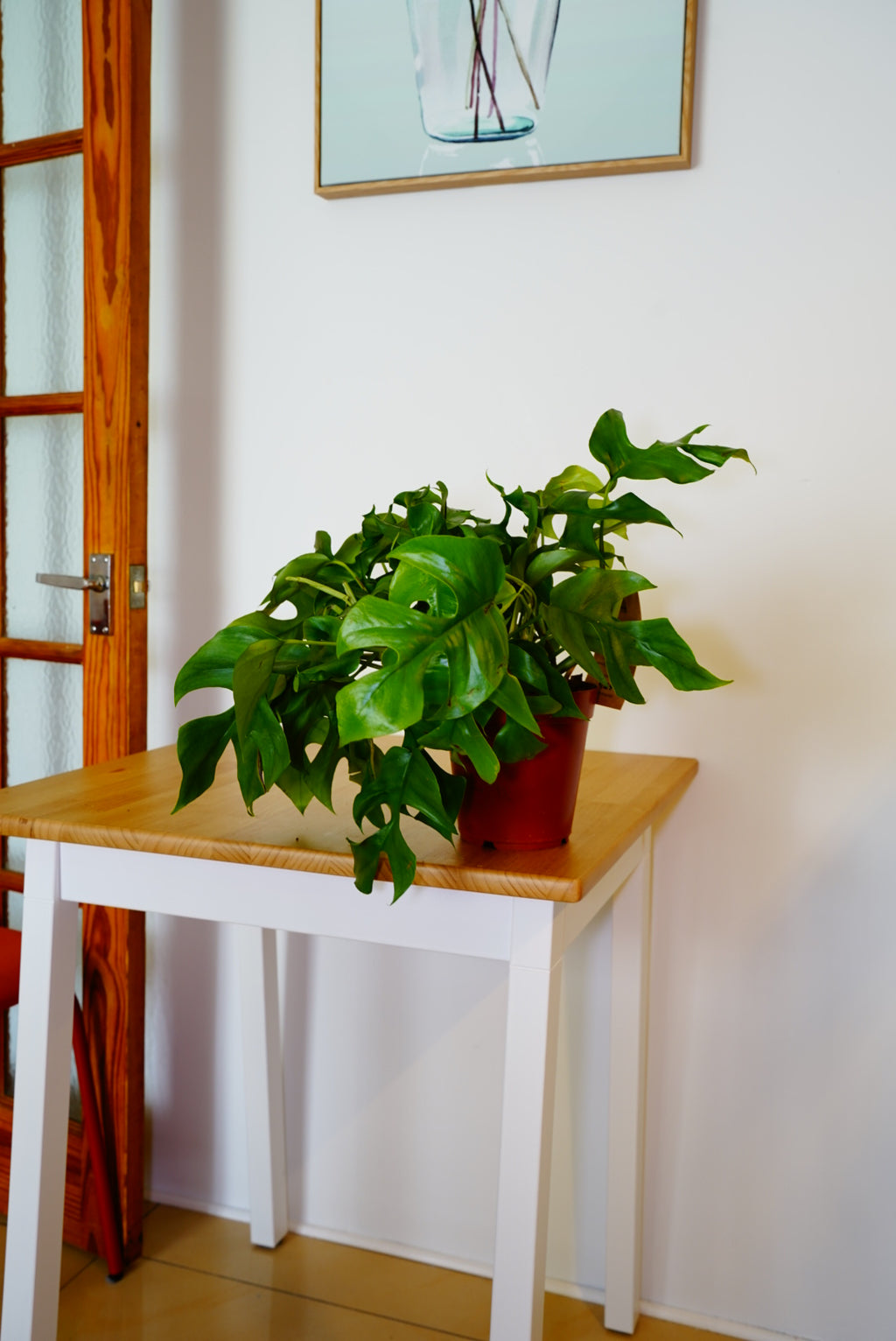 Minima Monstera