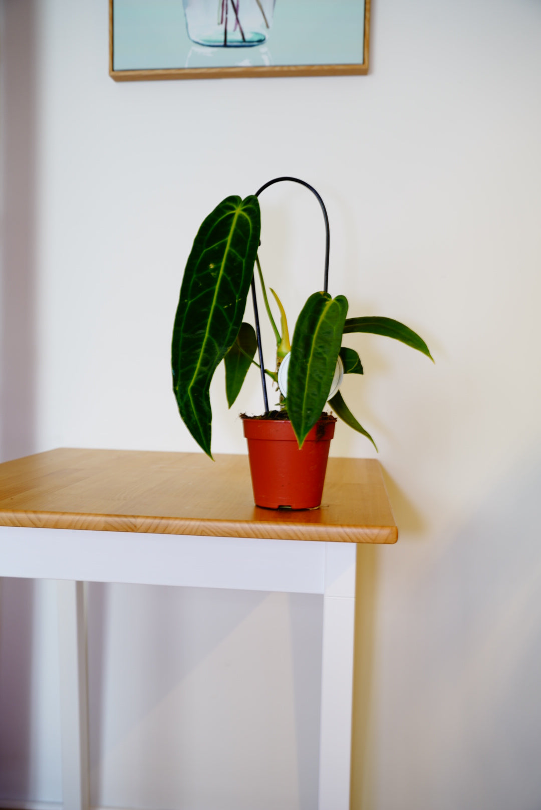 Warocquieanum Anthurium