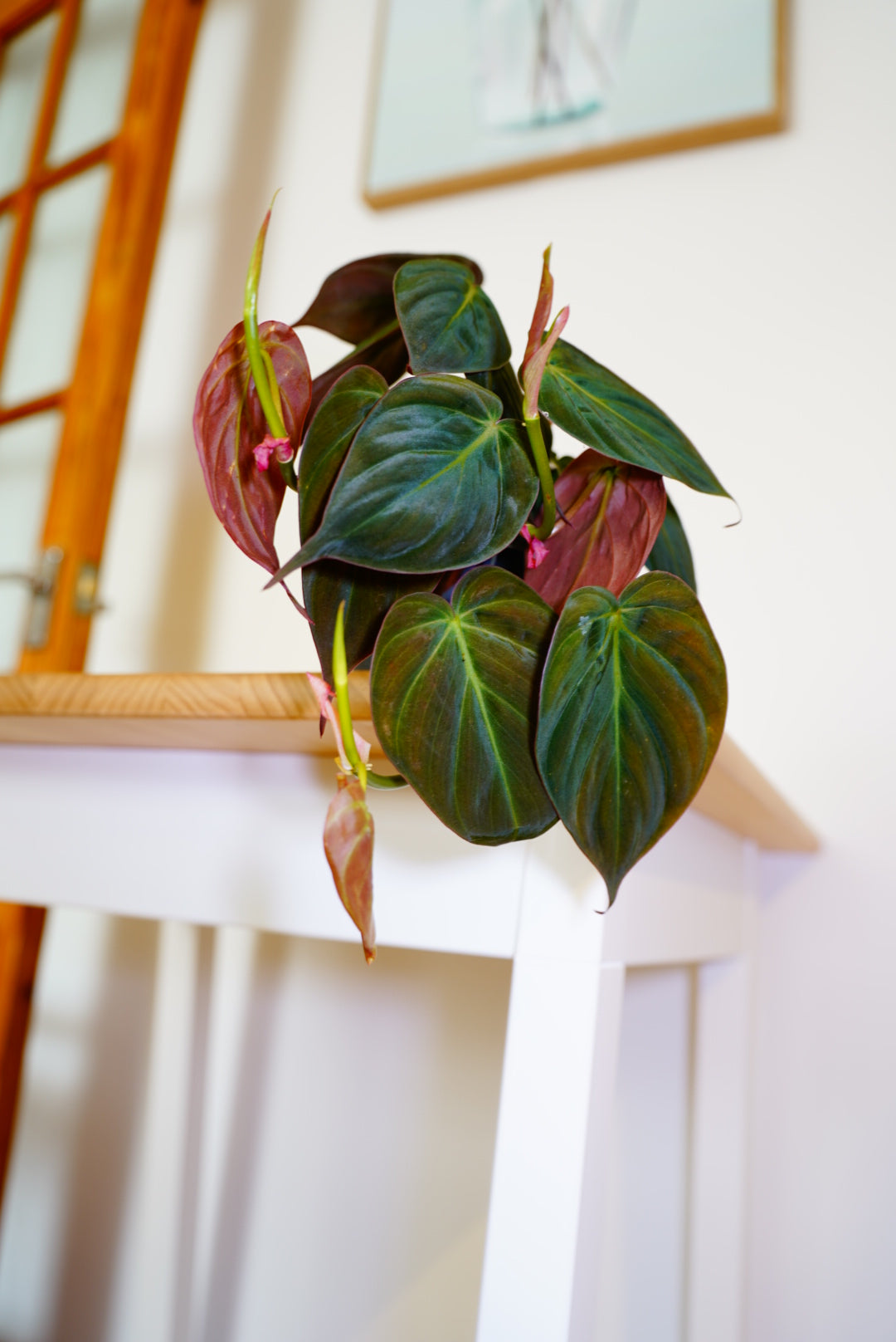 Micans Philodendron (Philodendron scandens subsp. micans)