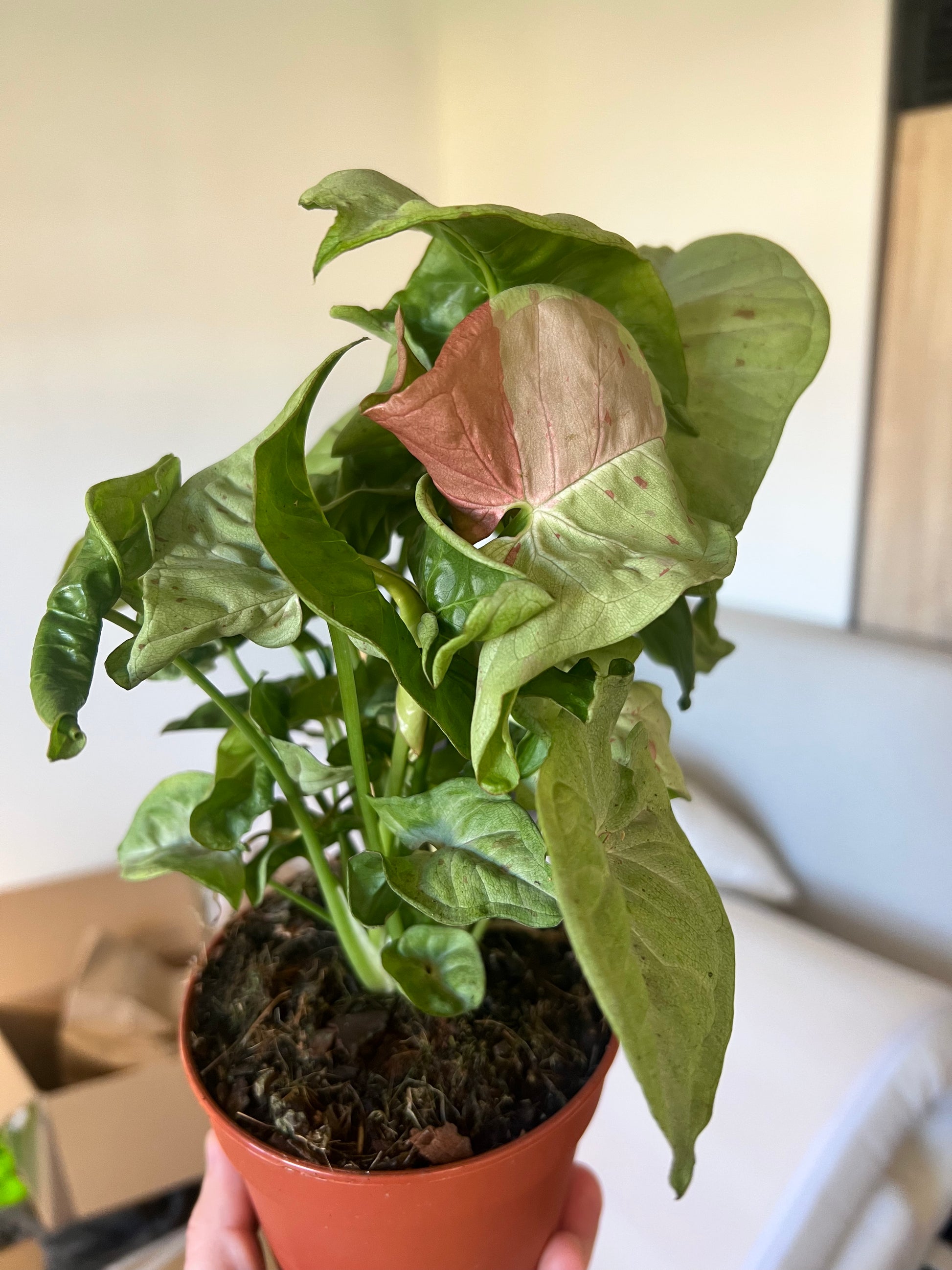 Syngonium Confetti