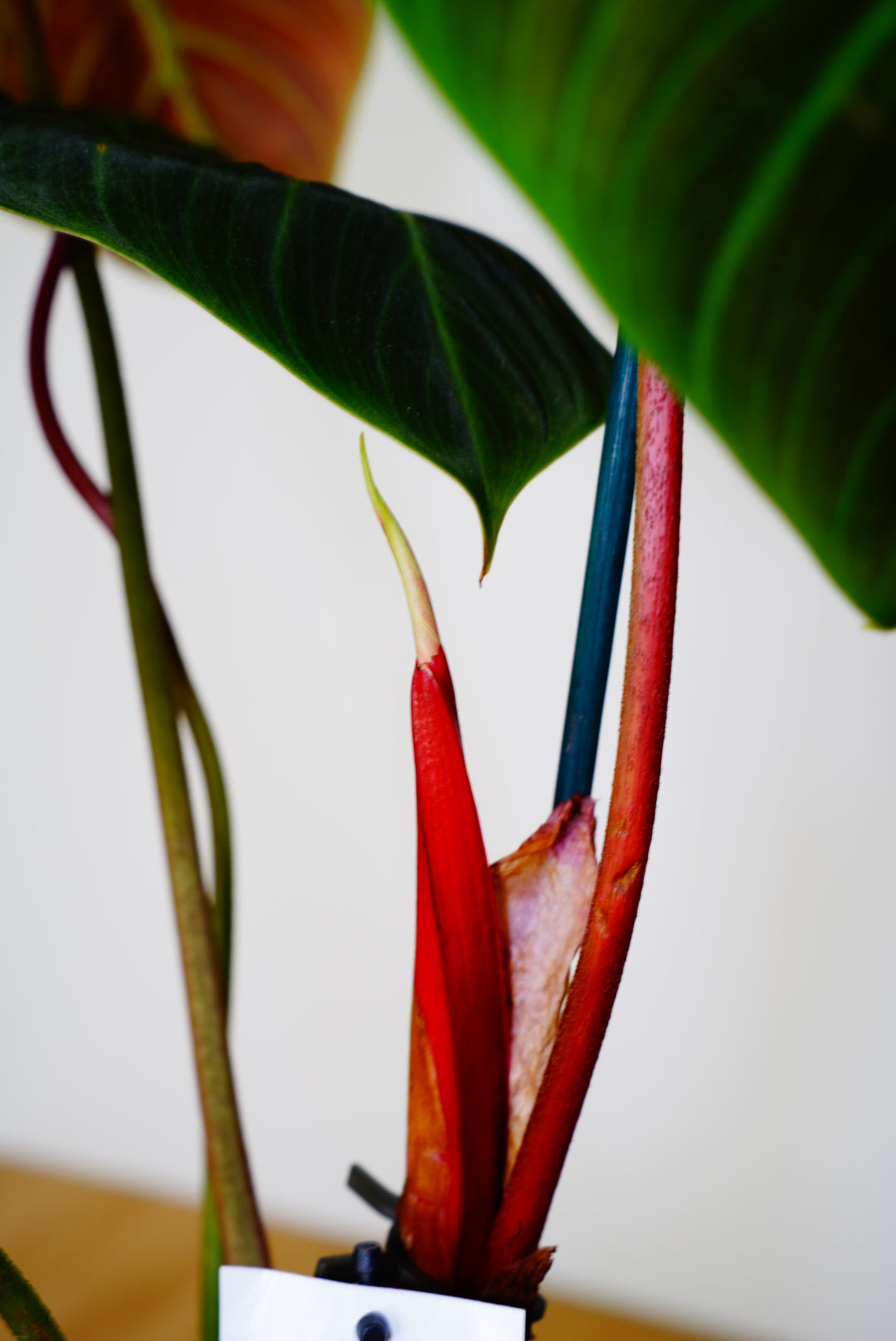 Philodendron El Choco Red (Philodendron rubrijuvenile)