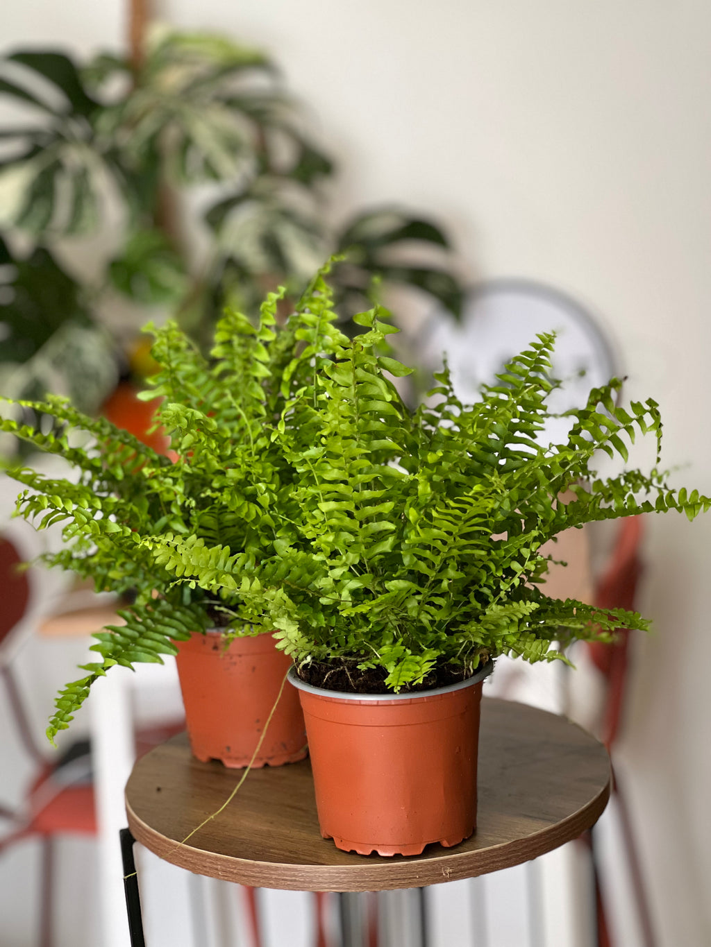 Fancy 💅 Boston Fern (Nephrolepis exaltata) 30cm