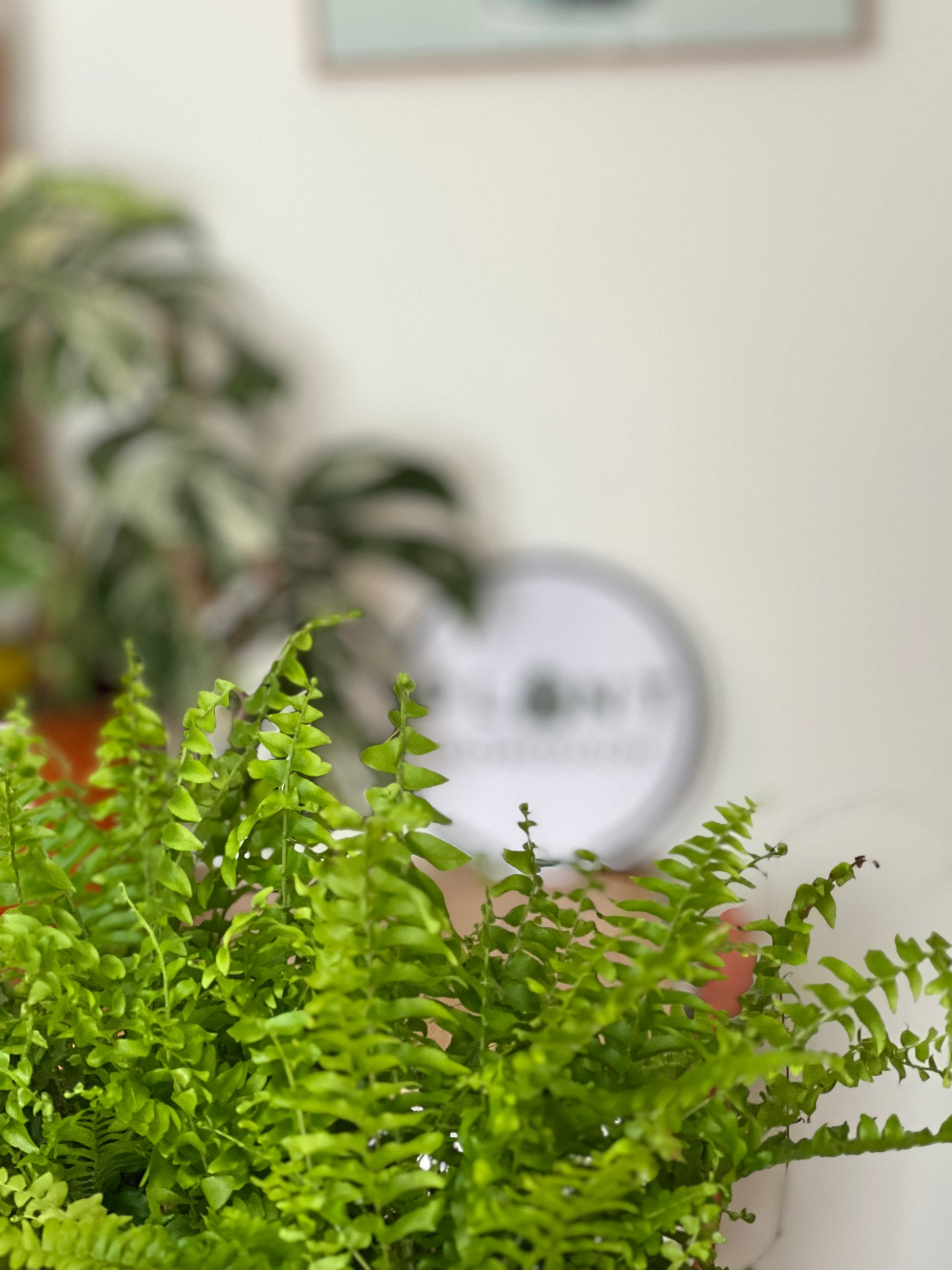 Fancy 💅 Boston Fern (Nephrolepis exaltata) 30cm