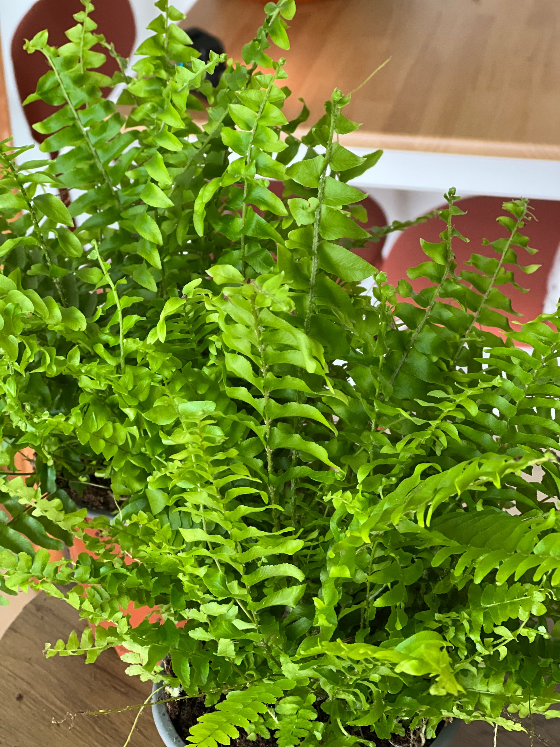 Fancy 💅 Boston Fern (Nephrolepis exaltata) 30cm