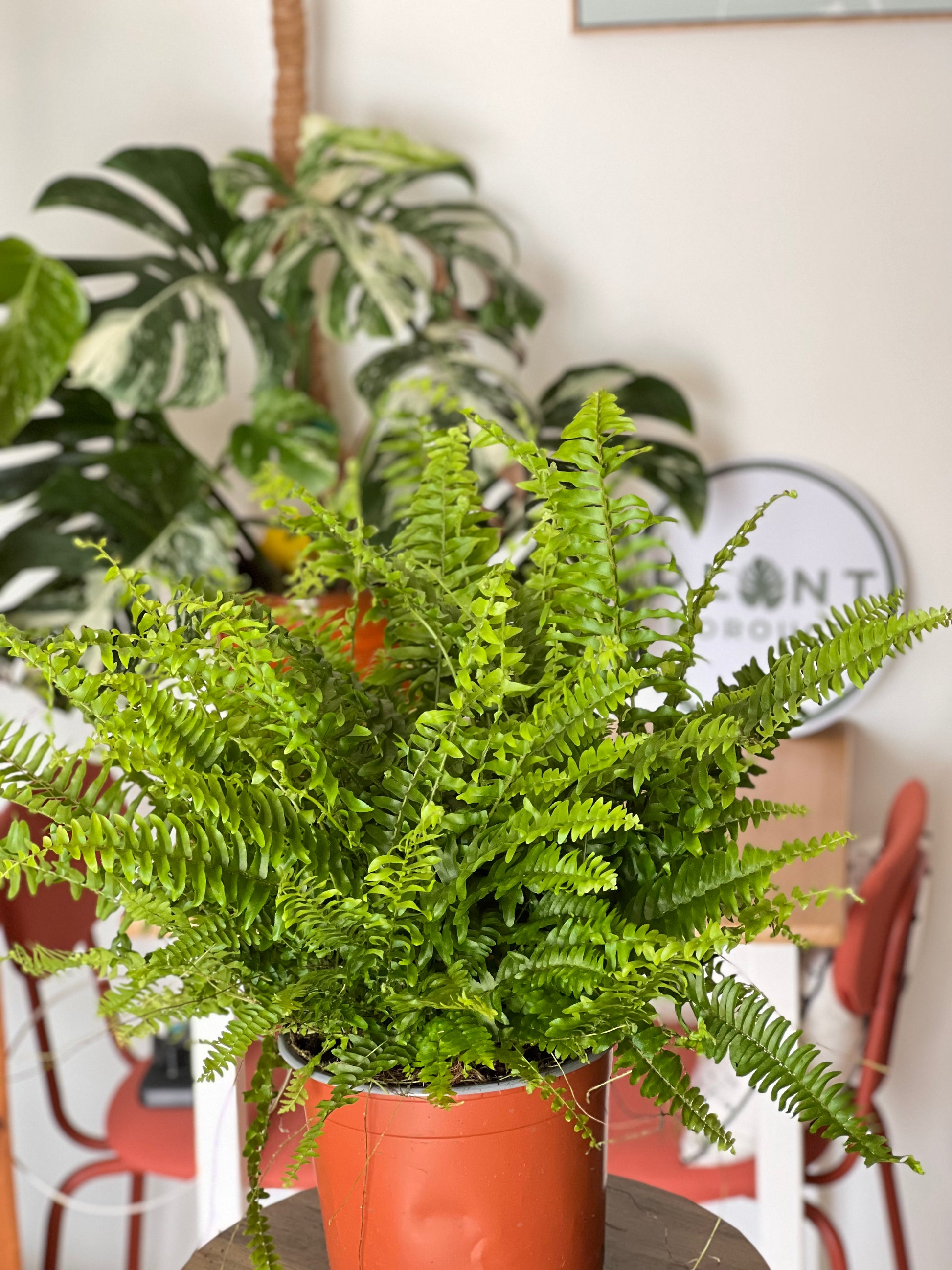 Fancy 💅 Boston Fern ((Nephrolepis exaltata) 50cm