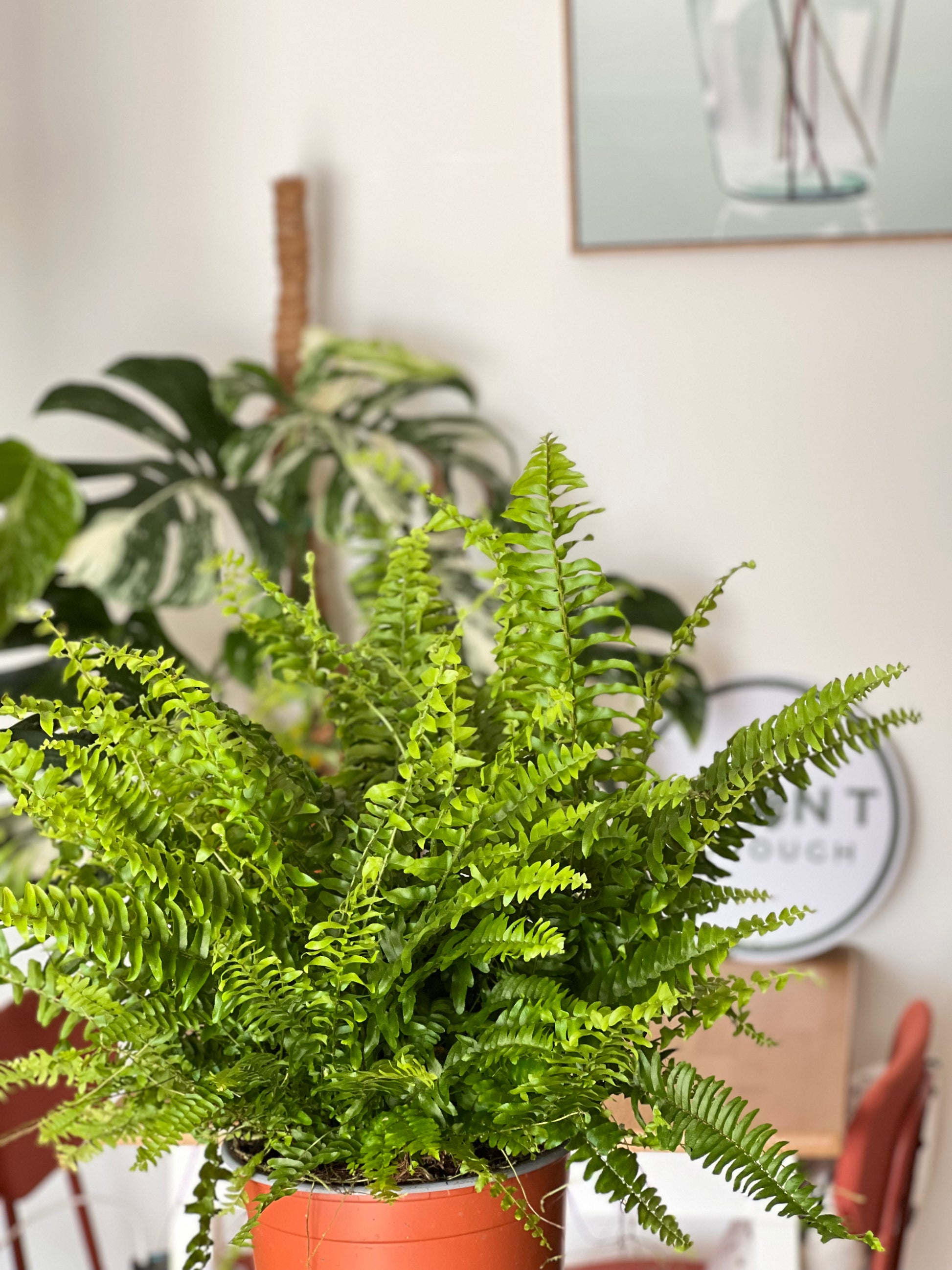 Fancy 💅 Boston Fern ((Nephrolepis exaltata) 50cm