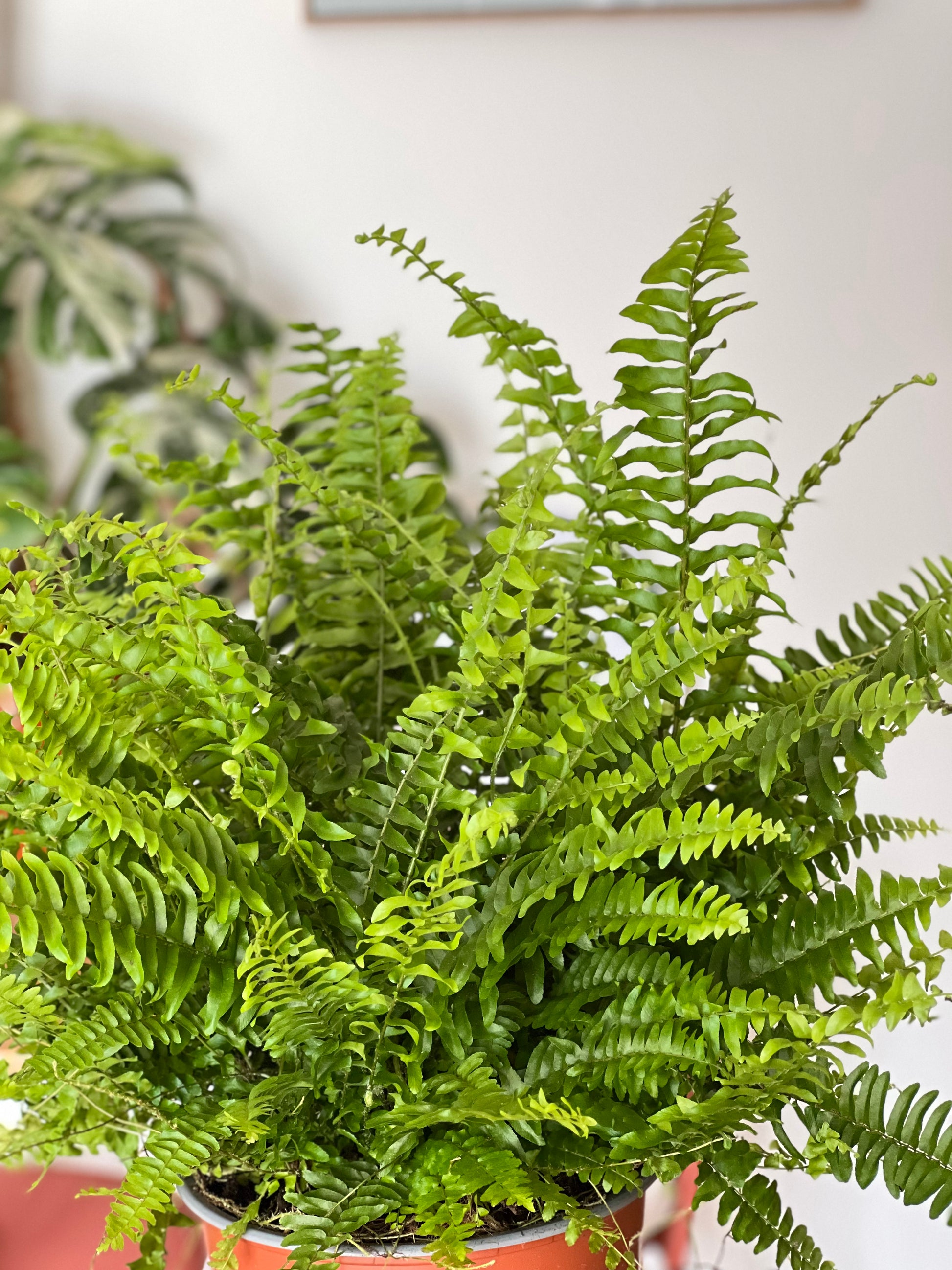 Fancy 💅 Boston Fern ((Nephrolepis exaltata) 50cm