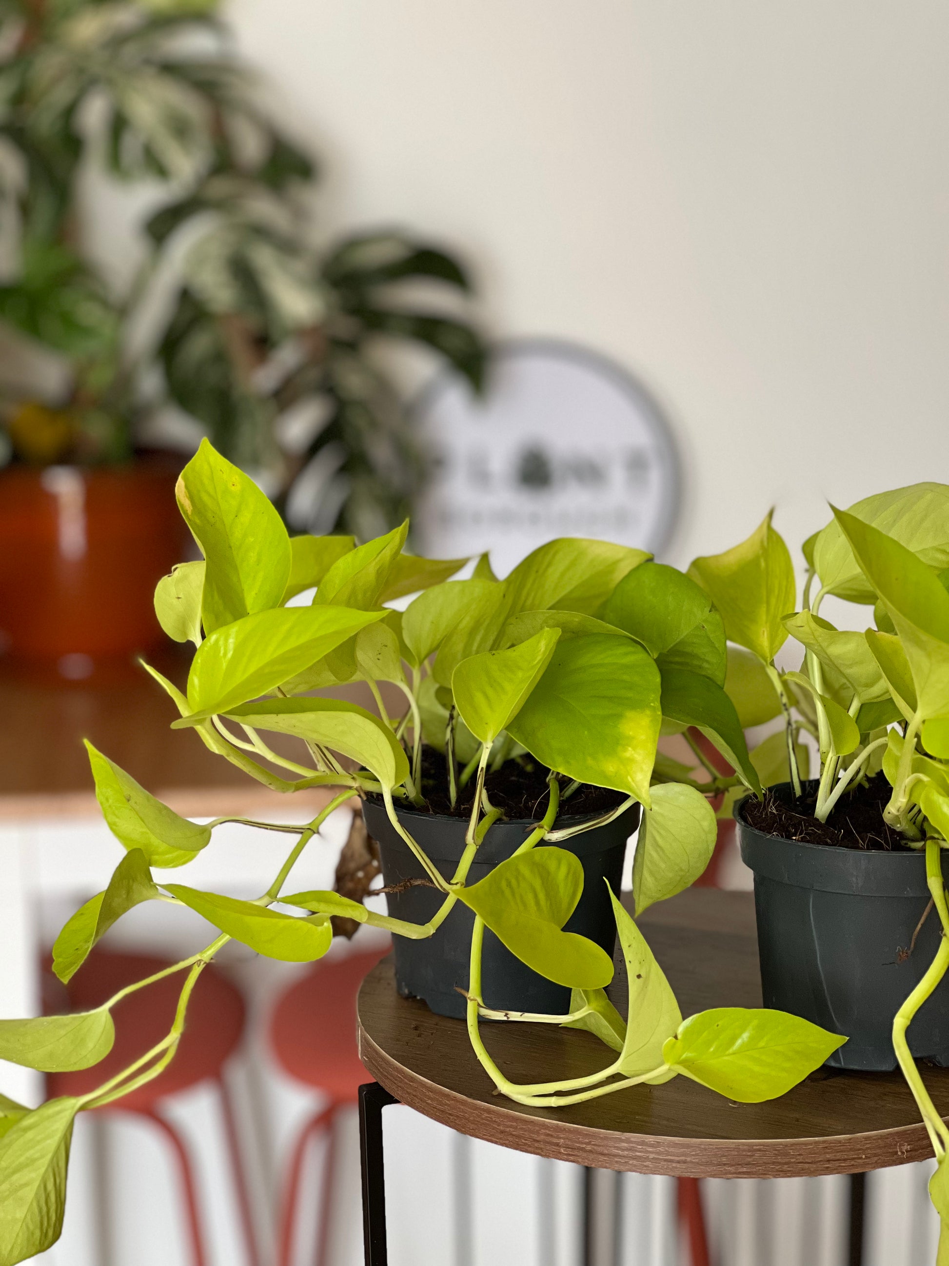 Golden Pothos (Epipremnum aureum 'Golden')