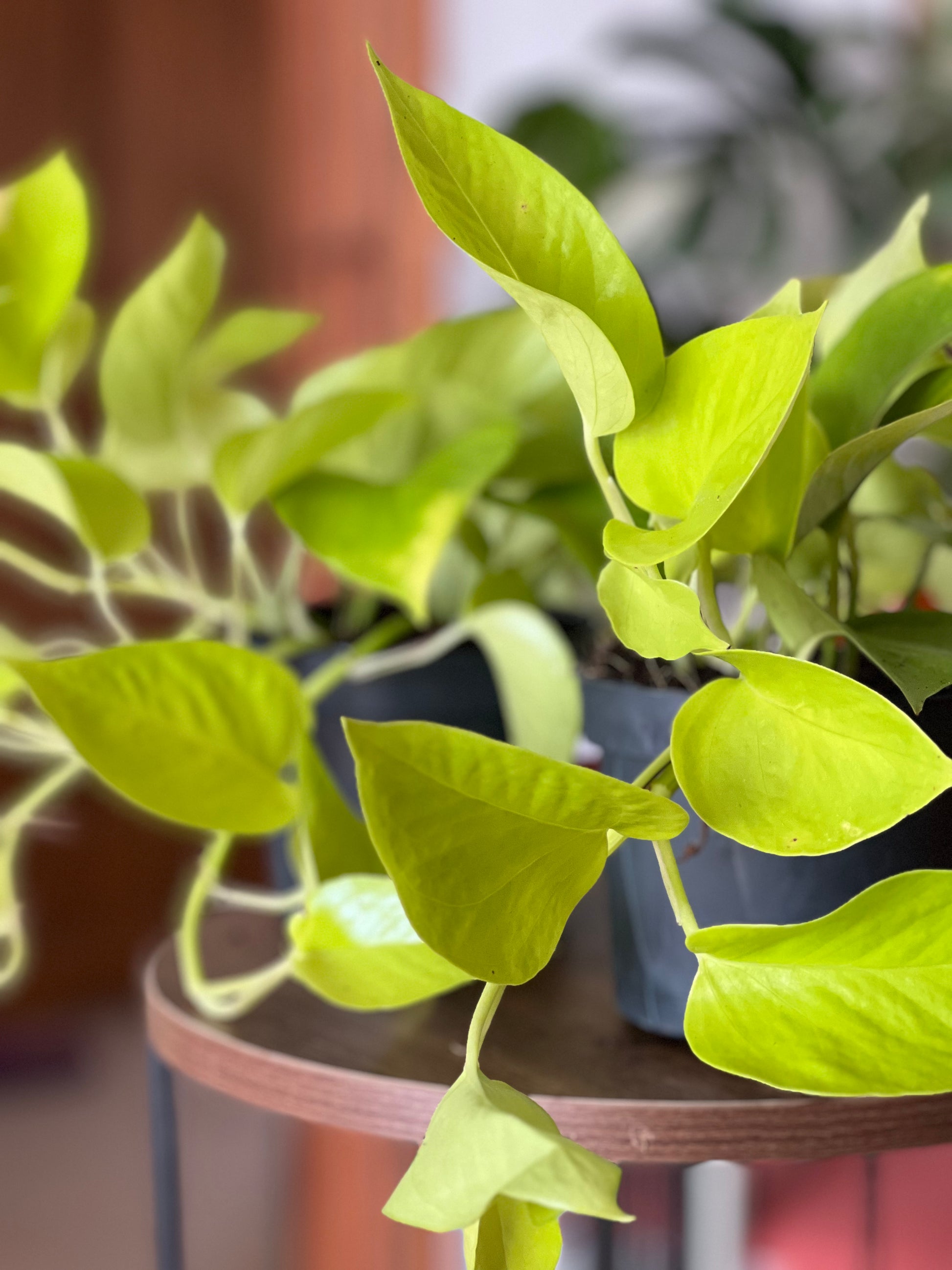 Golden Pothos (Epipremnum aureum 'Golden')