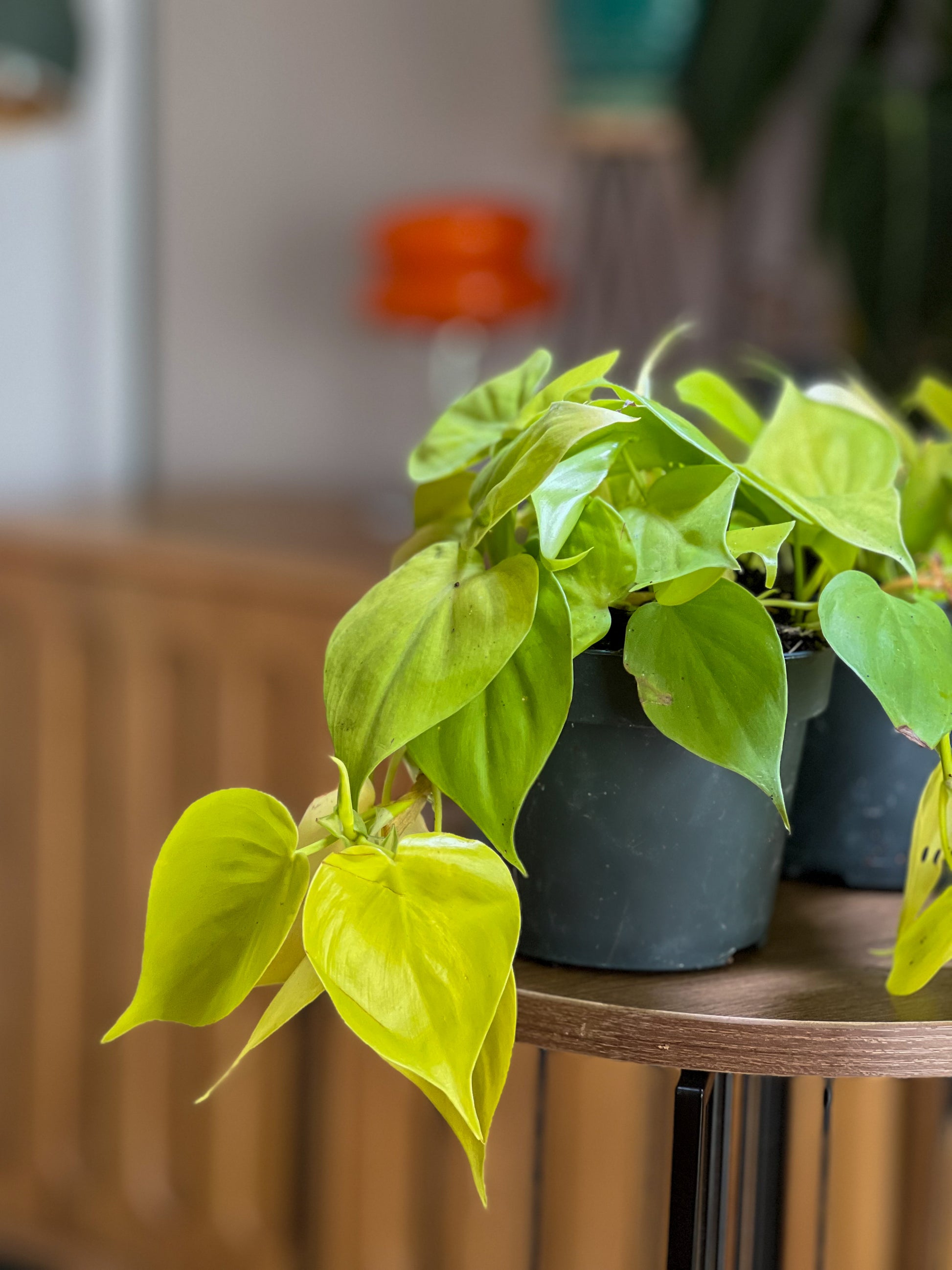 Lime Philodendron (Philodendron 'Lime')