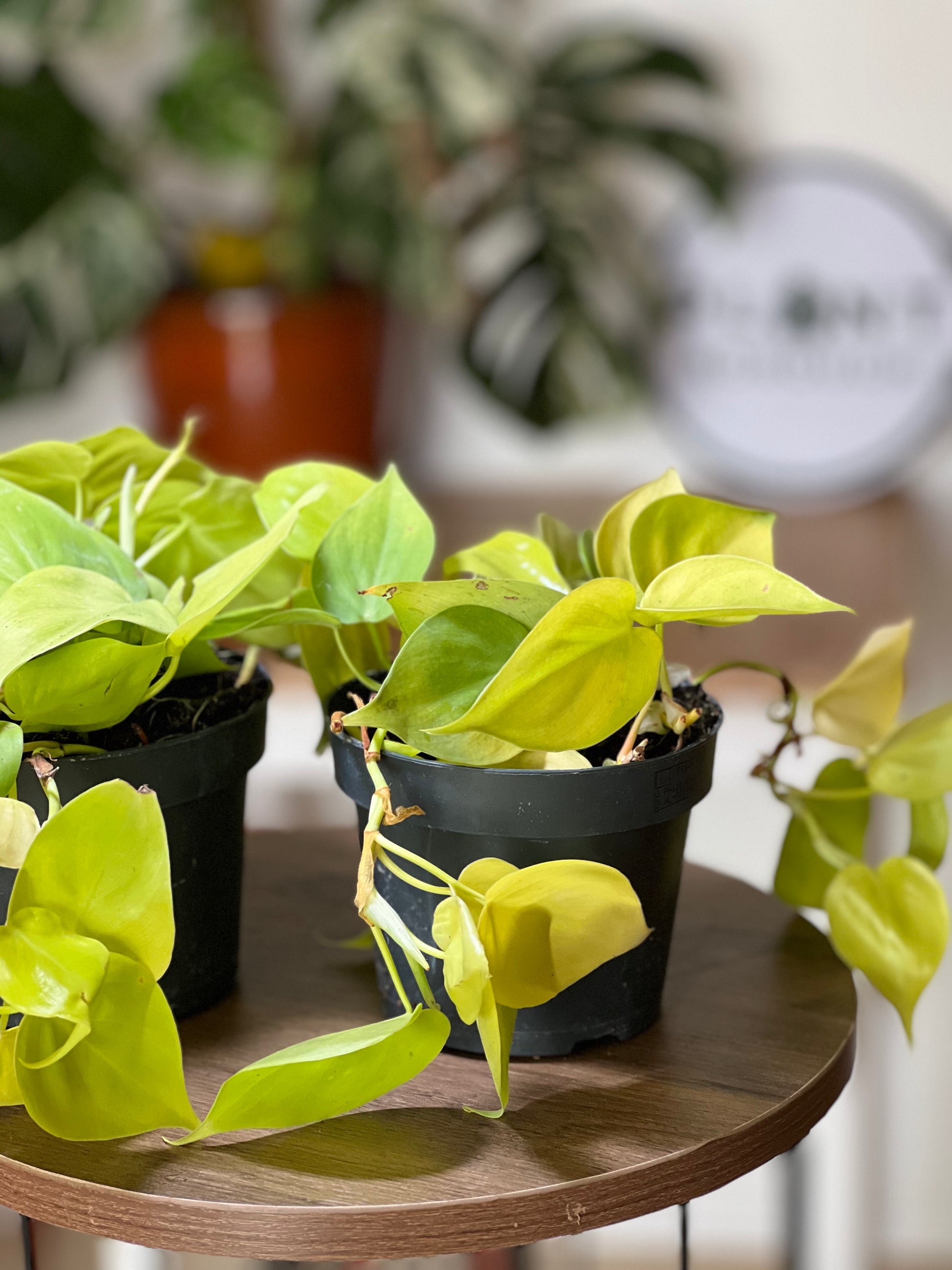 Lime Philodendron (Philodendron 'Lime')
