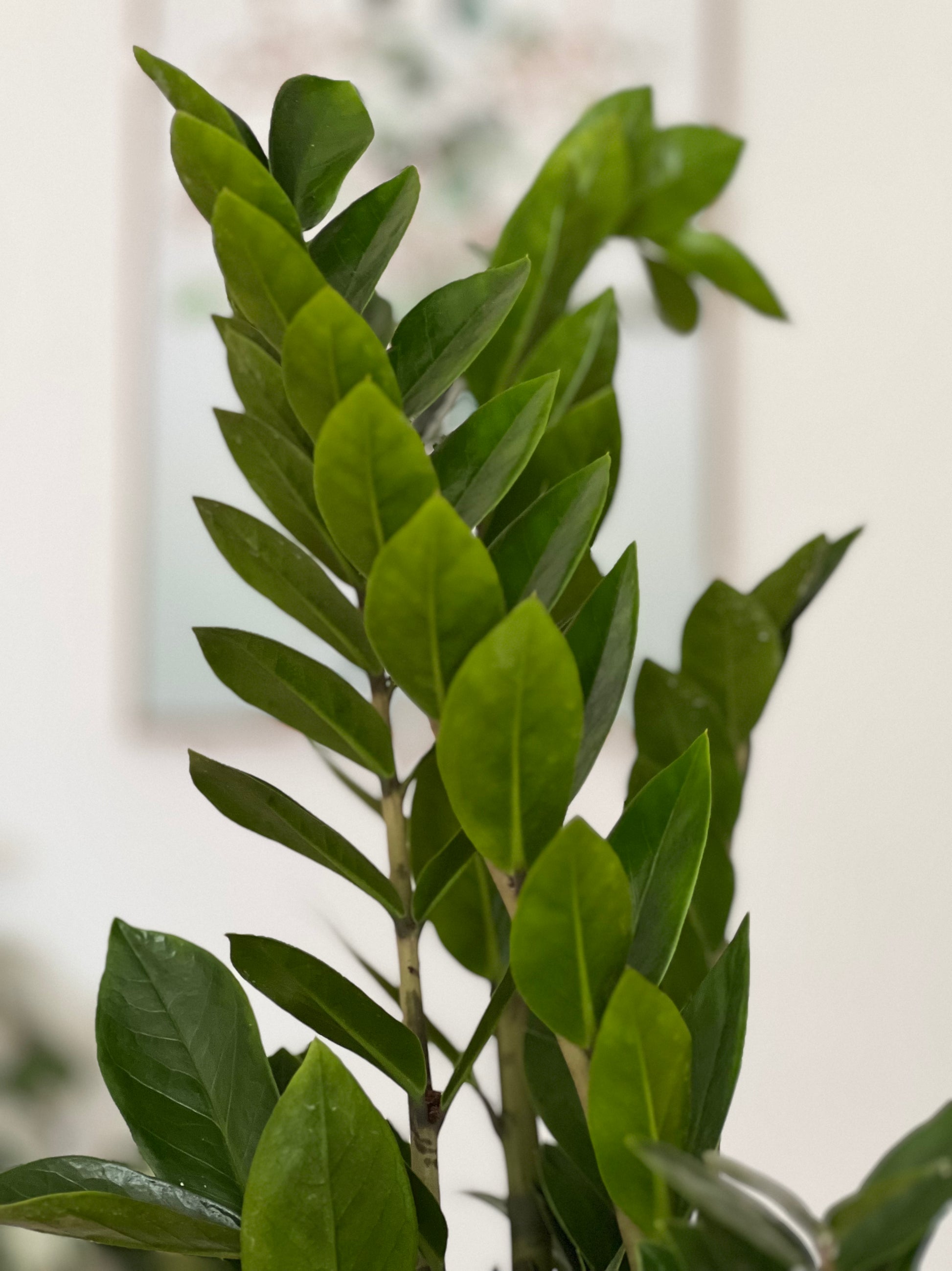 Lucky ZZ Plant (Zamioculcas zamiifolia 'Lucky')