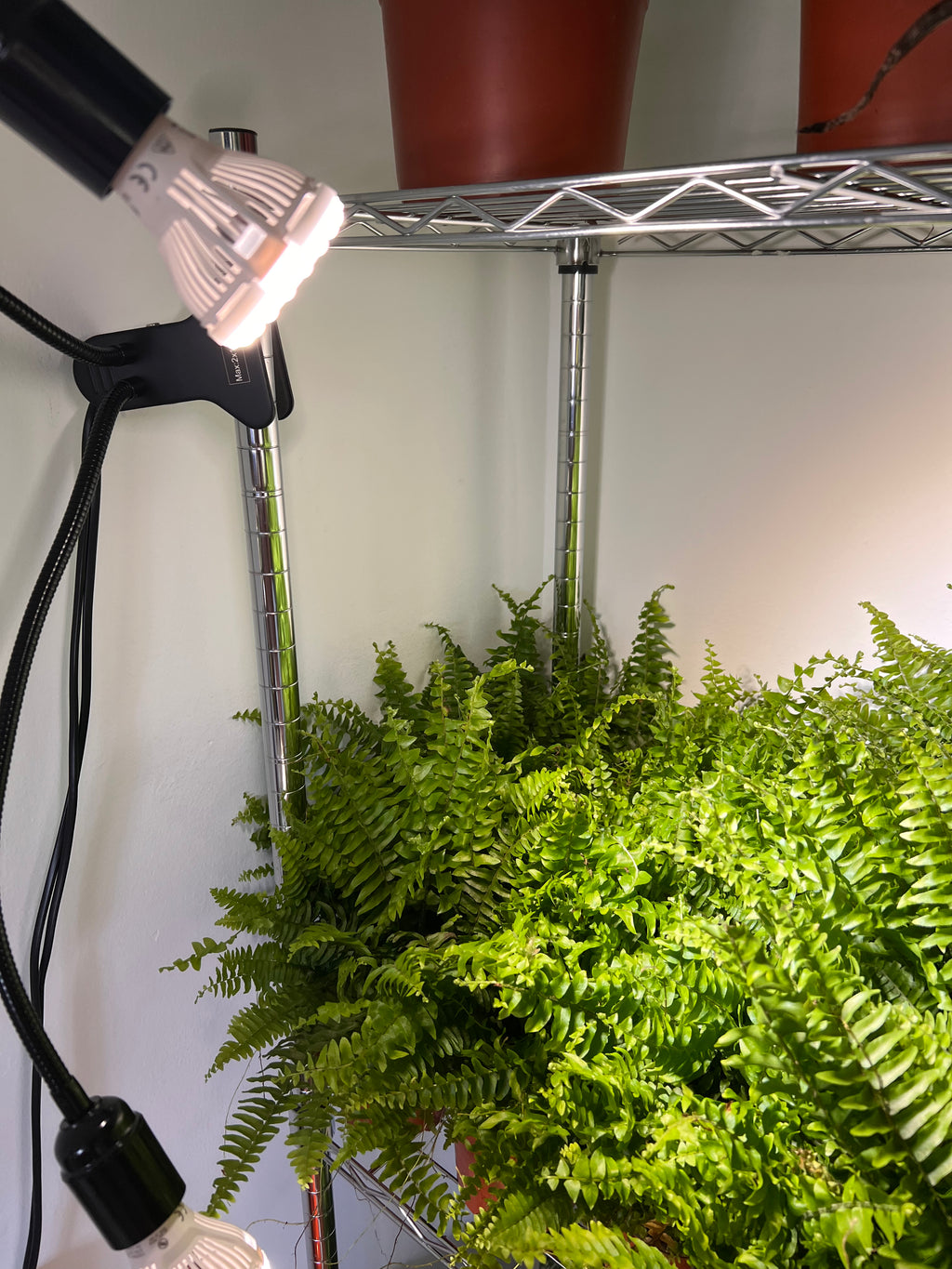 Fancy 💅 Boston Fern (Nephrolepis exaltata) 30cm