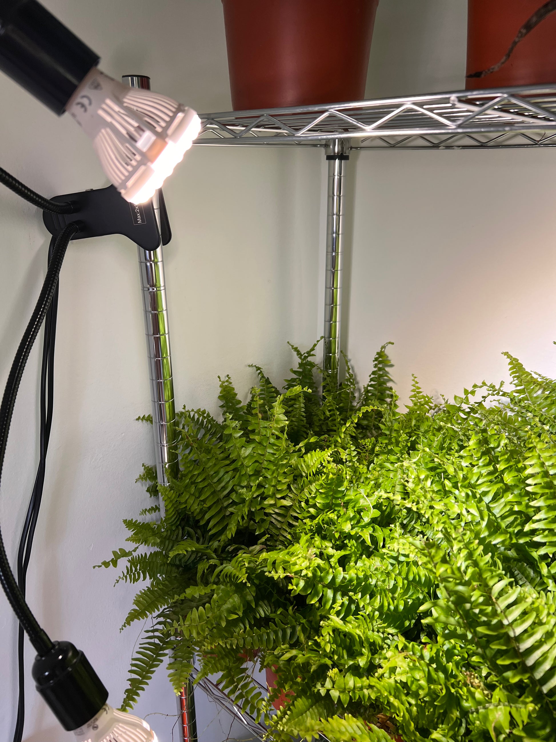 Fancy 💅 Boston Fern ((Nephrolepis exaltata) 50cm