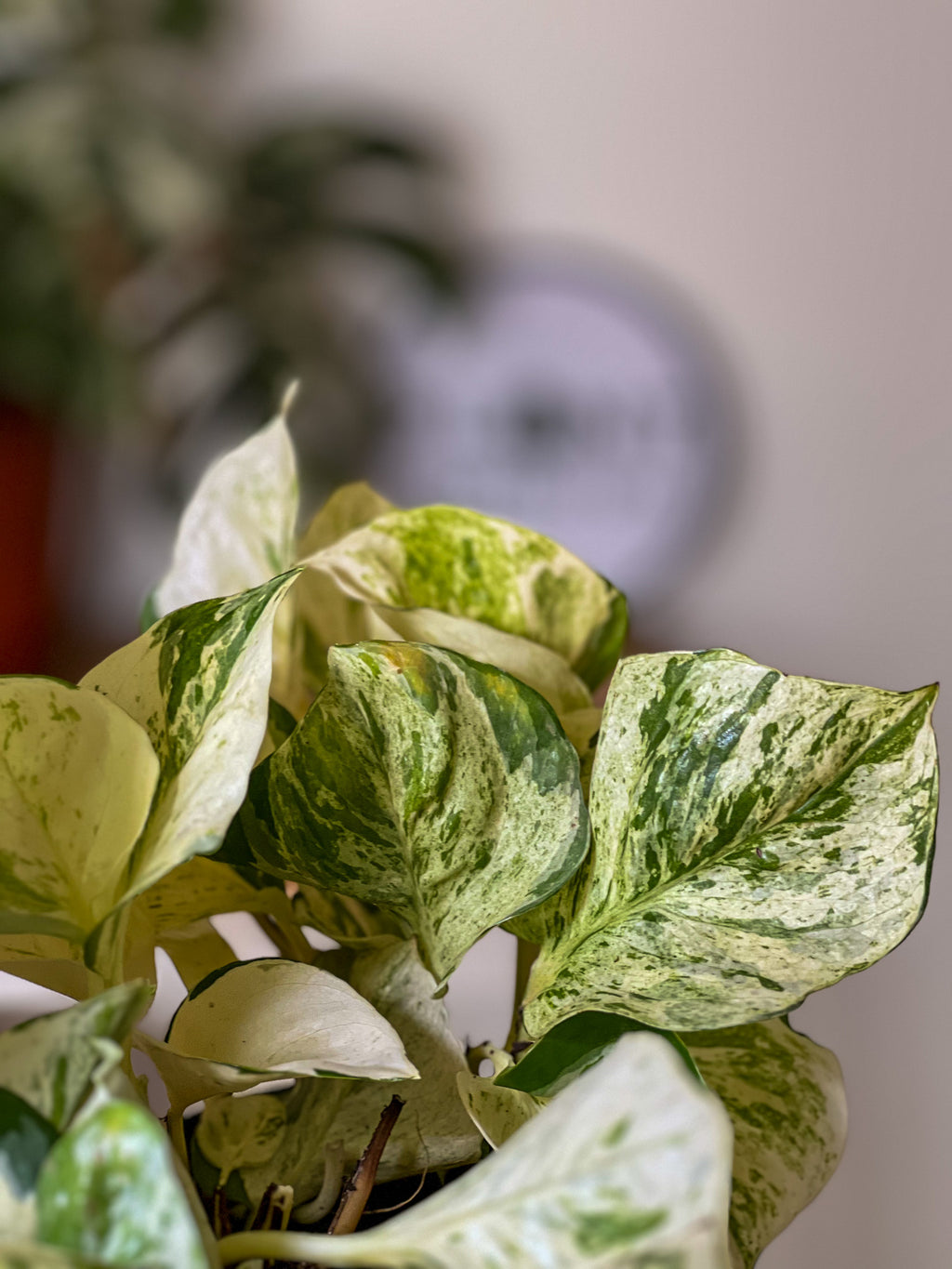 Happy Leaf Pothos (Epipremnum aureum 'Happy Leaf')